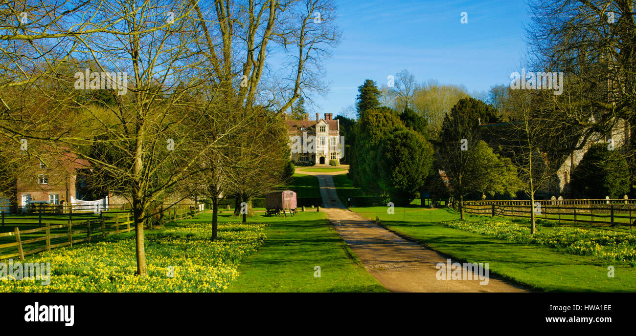 Il vialetto in primavera con un tappeto di narcisi. Chawton House è un grado ll* elencati Elizabethan Manor House nel villaggio di Chawton in Hampsh Foto Stock