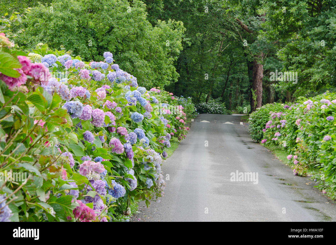 Hydrangea macrophylla confinante con una strada Foto Stock
