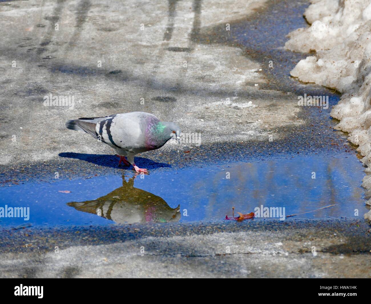 La riflessione di un piccioni selvatici (Columba livia domestica) nella pozza di neve. New York, New York, Stati Uniti d'America Foto Stock