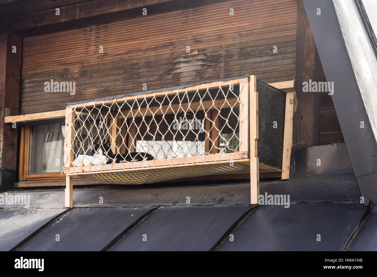 Casa gatto in una cassa finestra godere l'aria fresca sul tetto. (Nome scientifico: Felis catus) Foto Stock