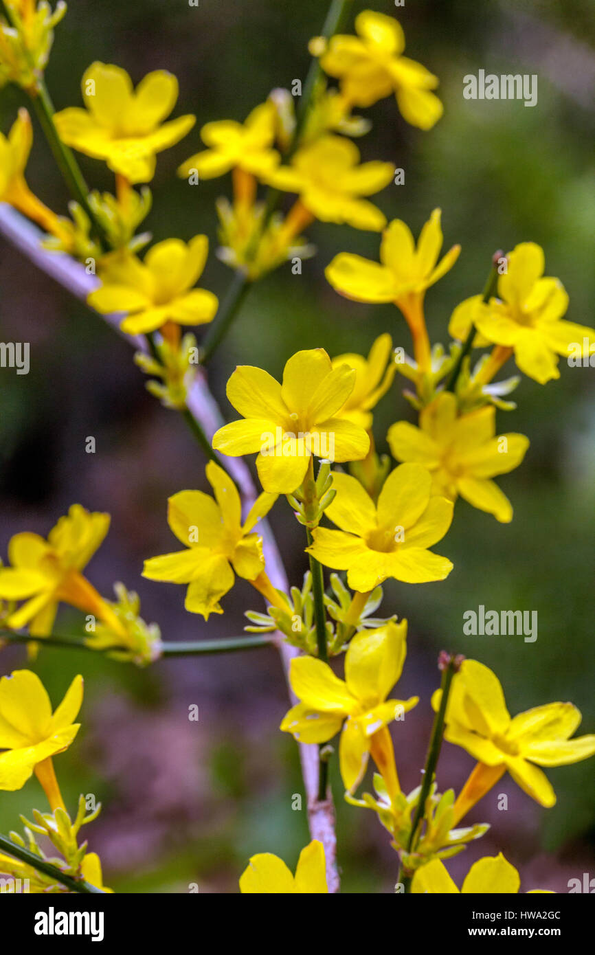 Jasminum nudiflorum, Winter jasmine Foto Stock