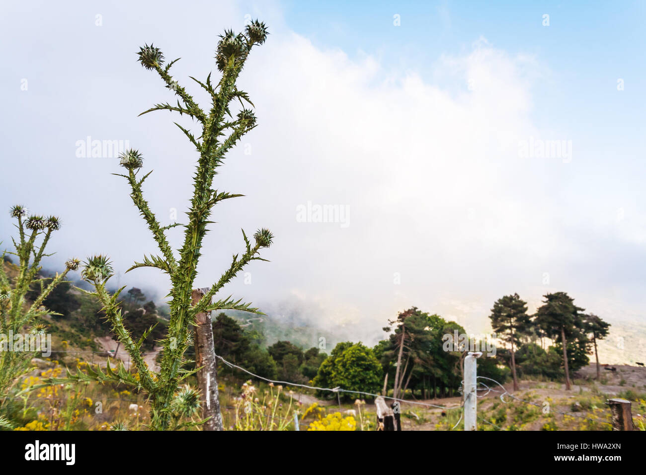 Viaggiare in Italia - thistle bush oltre le nuvole sui Monti Nebrodi in Etna regione Sicilia Foto Stock