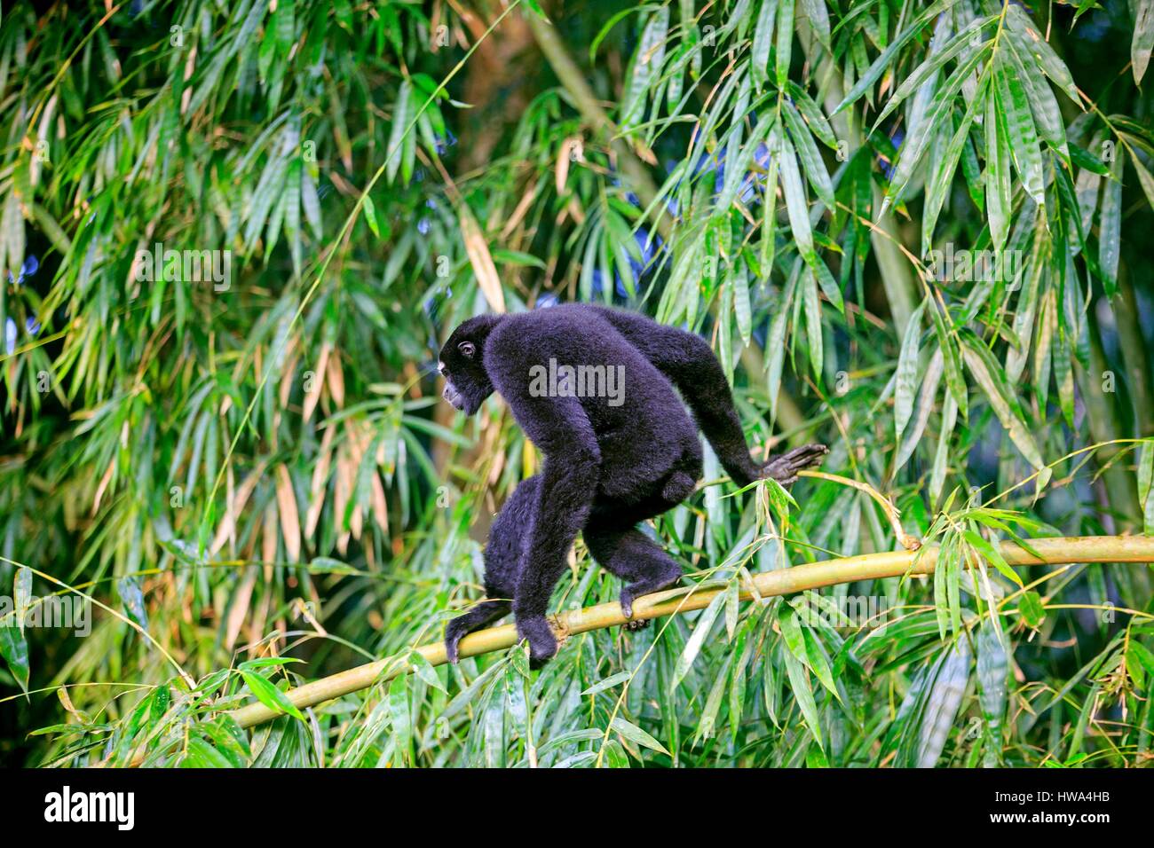 India, Tripura Stato, Gumti Wildlife Sanctuary, Western hoolock gibbon (Hoolock hoolock), maschio adulto Foto Stock