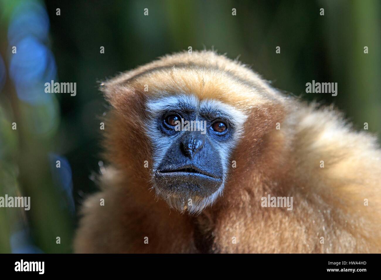 India, Tripura Stato, Gumti Wildlife Sanctuary, Western hoolock gibbon (Hoolock hoolock), femmina adulta Foto Stock