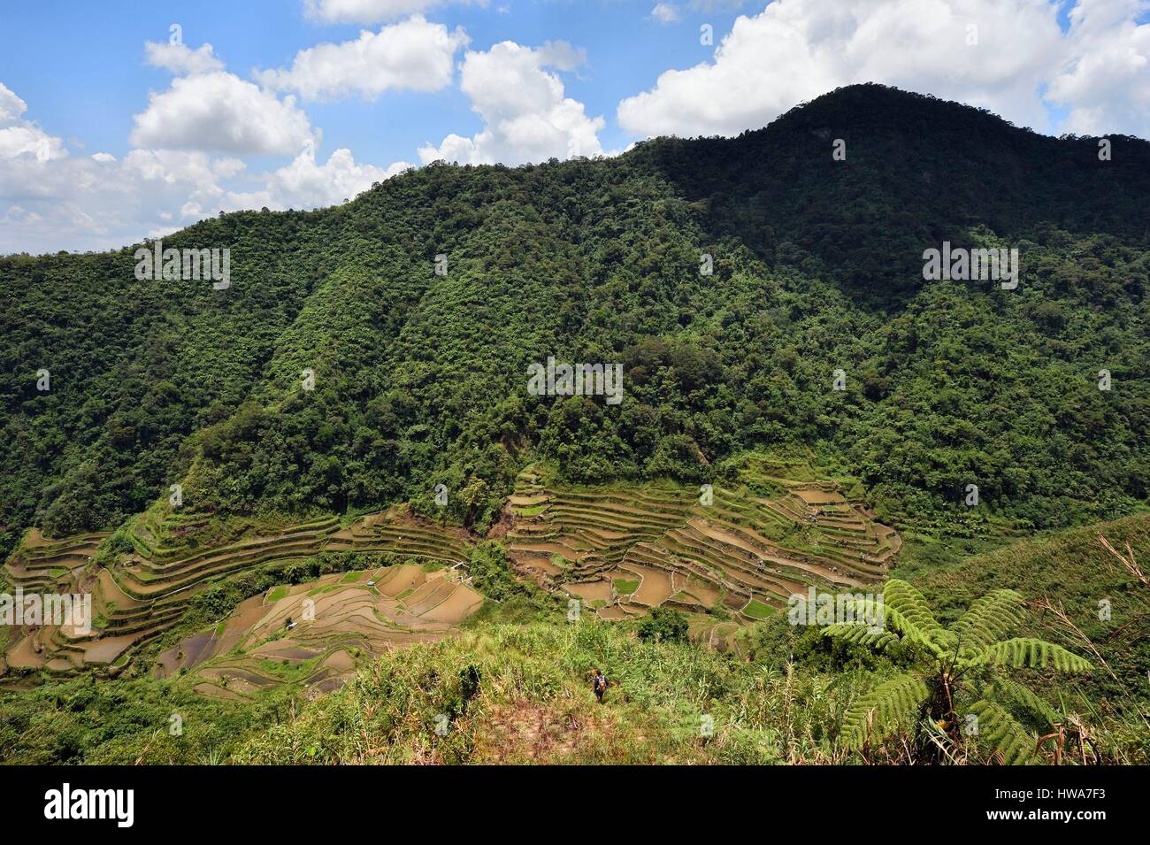 Filippine, Ifugao provincia, Banaue terrazze di riso intorno al villaggio di Cambulo, classificato come patrimonio mondiale dall UNESCO, alimentato da un antico irrigazione sys Foto Stock
