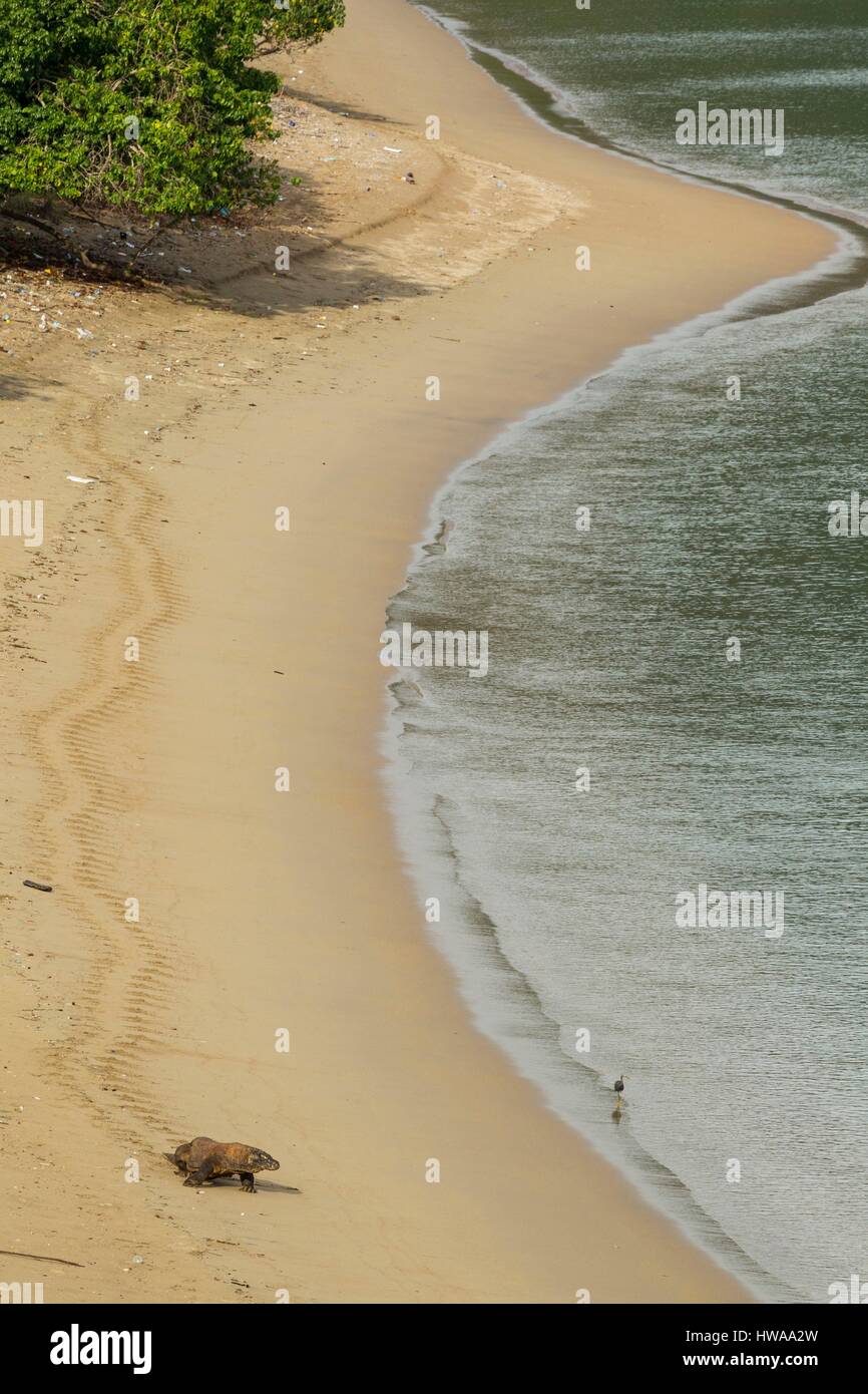 Indonesia, Nusa Tenggara Est, Isola di Komodo, Parco Nazionale di Komodo sono classificati come patrimonio mondiale dall' UNESCO, il drago di Komodo (Varanus komodoensis) camminando sul Foto Stock