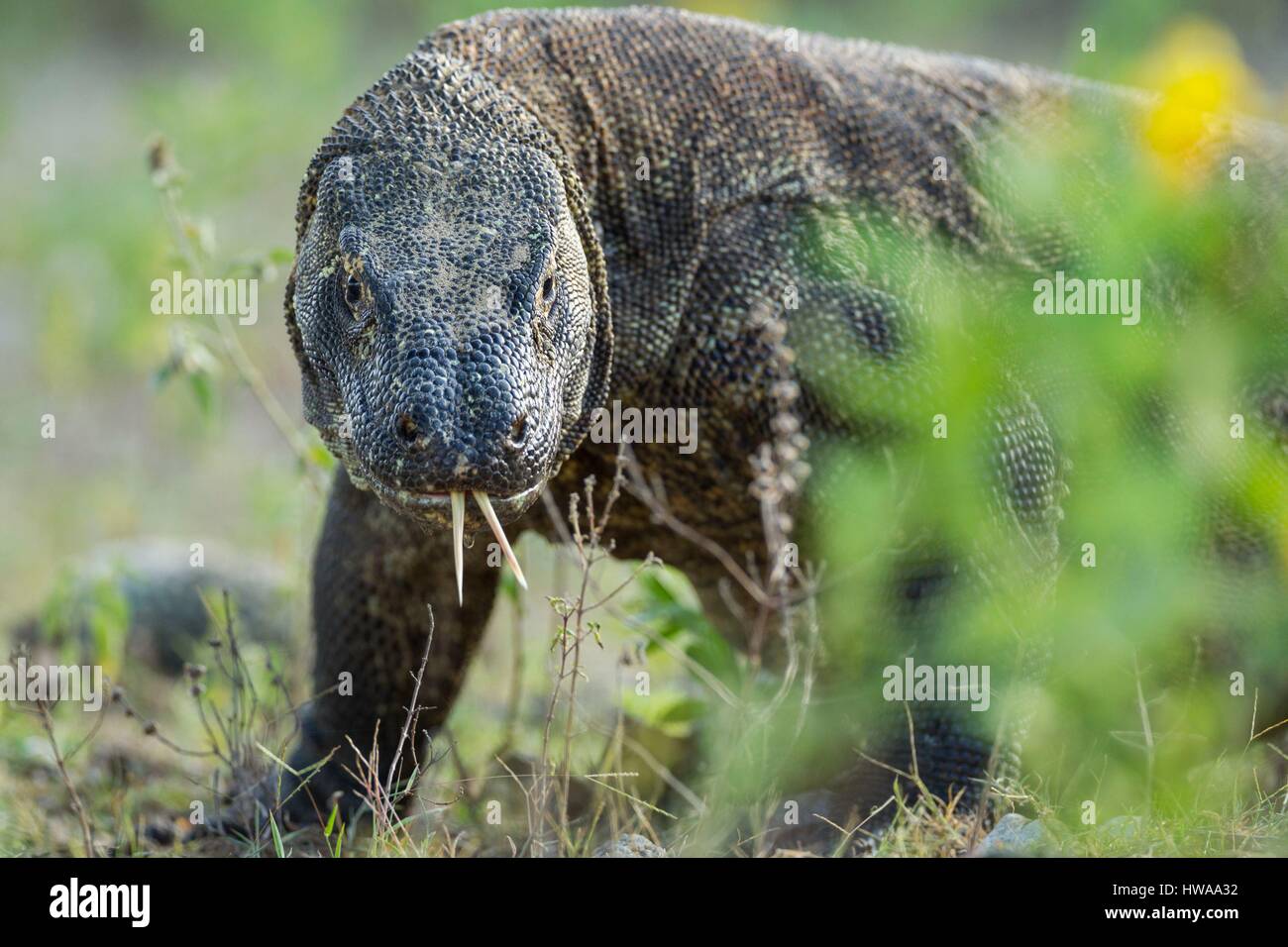 Indonesia, Nusa Tenggara Est, Isola di Komodo, Parco Nazionale di Komodo sono classificati come patrimonio mondiale dall' UNESCO, il drago di Komodo (Varanus komodoensis) con il relativo a Foto Stock