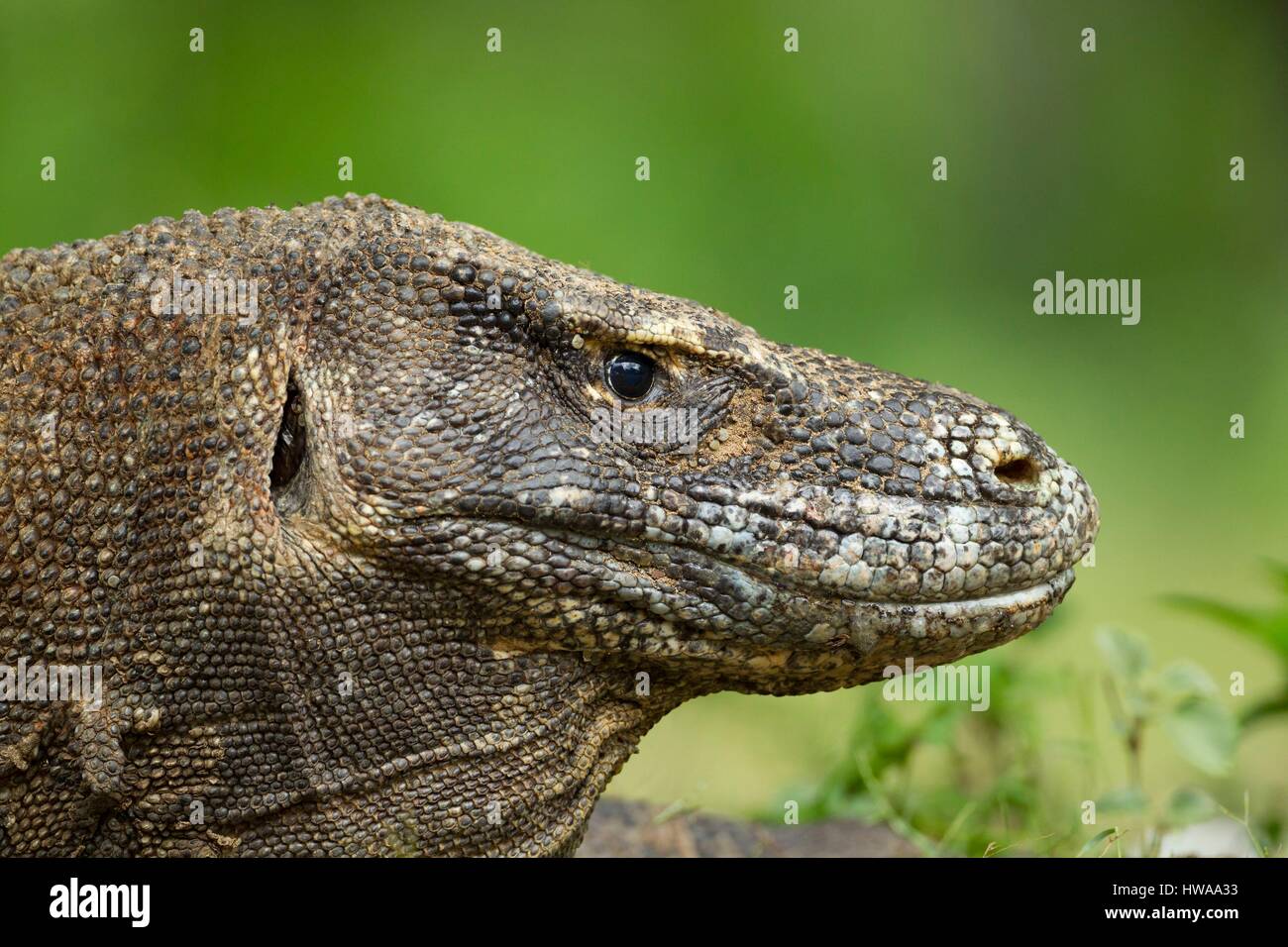 Indonesia, Nusa Tenggara Est, Isola di Komodo, Parco Nazionale di Komodo sono classificati come patrimonio mondiale dall' UNESCO, il drago di Komodo (Varanus komodoensis) Foto Stock