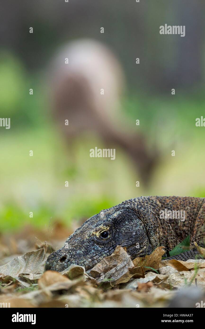 Indonesia, Nusa Tenggara Est, Isola di Komodo, Parco Nazionale di Komodo sono classificati come patrimonio mondiale dall' UNESCO, il drago di Komodo (Varanus komodoensis) di appoggio nea Foto Stock