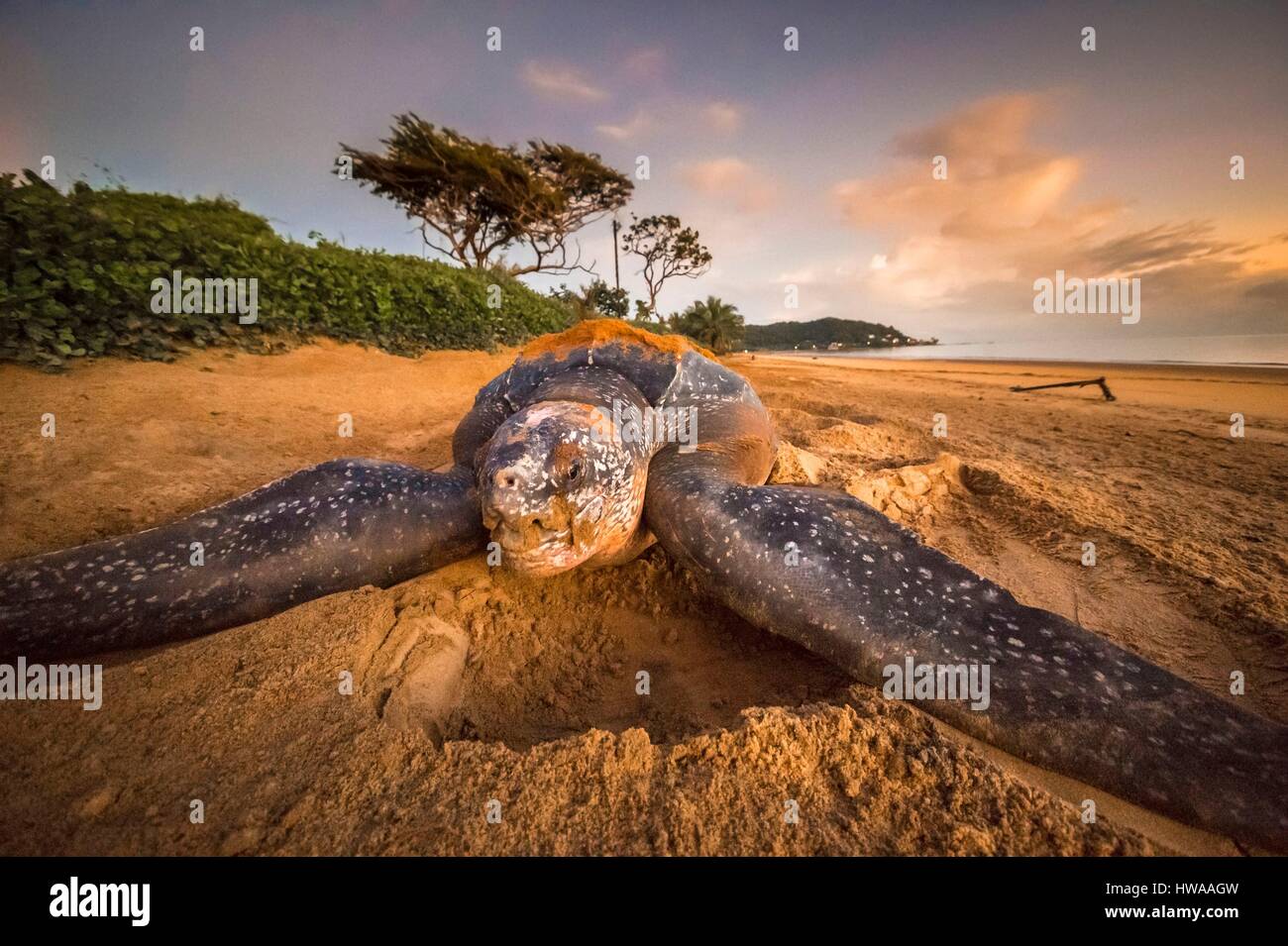 Francia, Guiana, Cayenne, Rémire-Montjoly beach, femmina Tartaruga Liuto (Dermochelys coriacea) nesting in mattinata Foto Stock