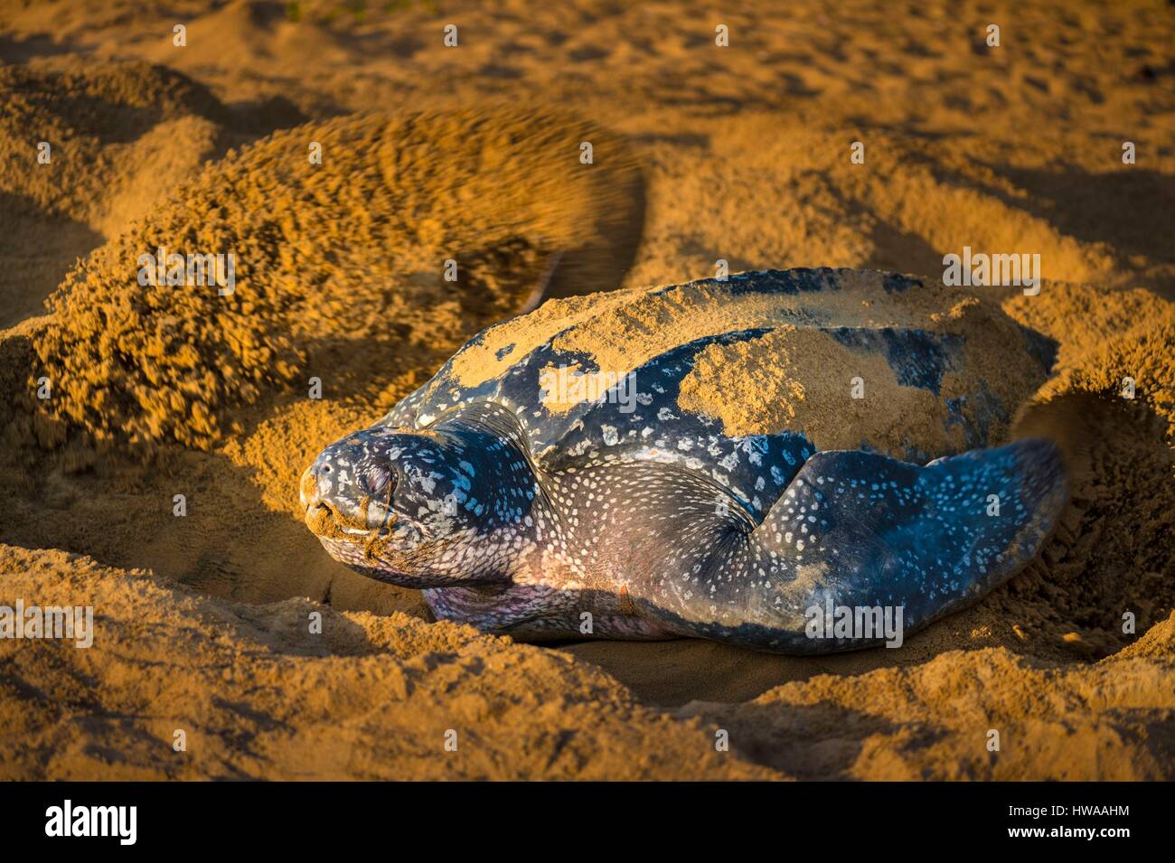 Francia, Guiana, Cayenne, Gosselin beach, femmina Tartaruga Liuto (Dermochelys coriacea) nesting in mattinata Foto Stock