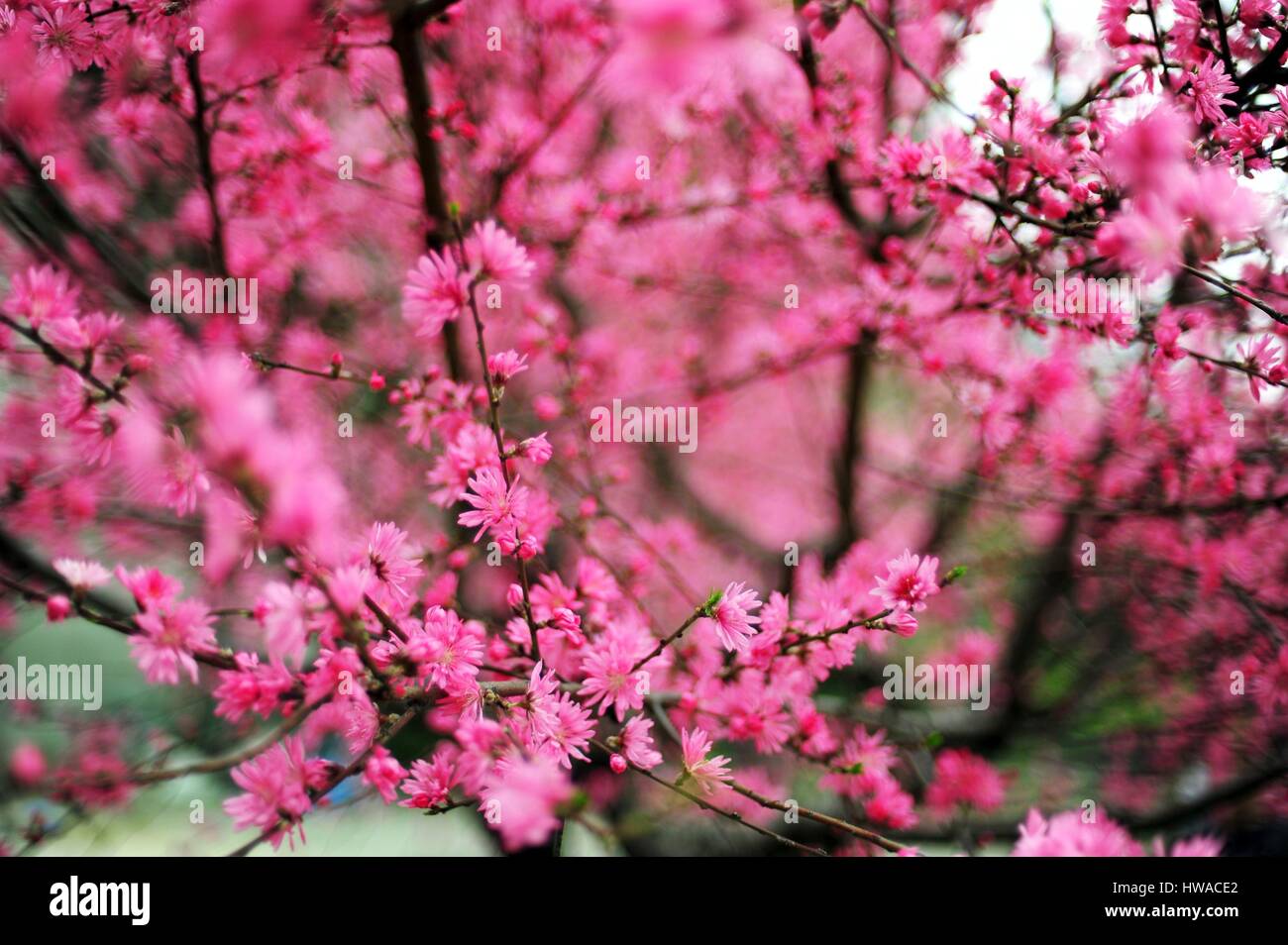 Giappone, Tokyo, chiudere fino a pink CHERRY TREE Foto Stock