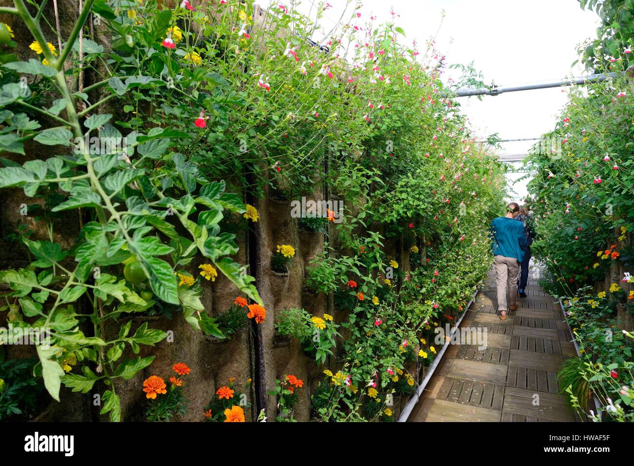 Francia, Parigi, Hausmann bvd, il giardino delle Galeries Lafayette store tetto, 1000 m2 di soilless cultura, urban greening progetto dedicato per il cul Foto Stock