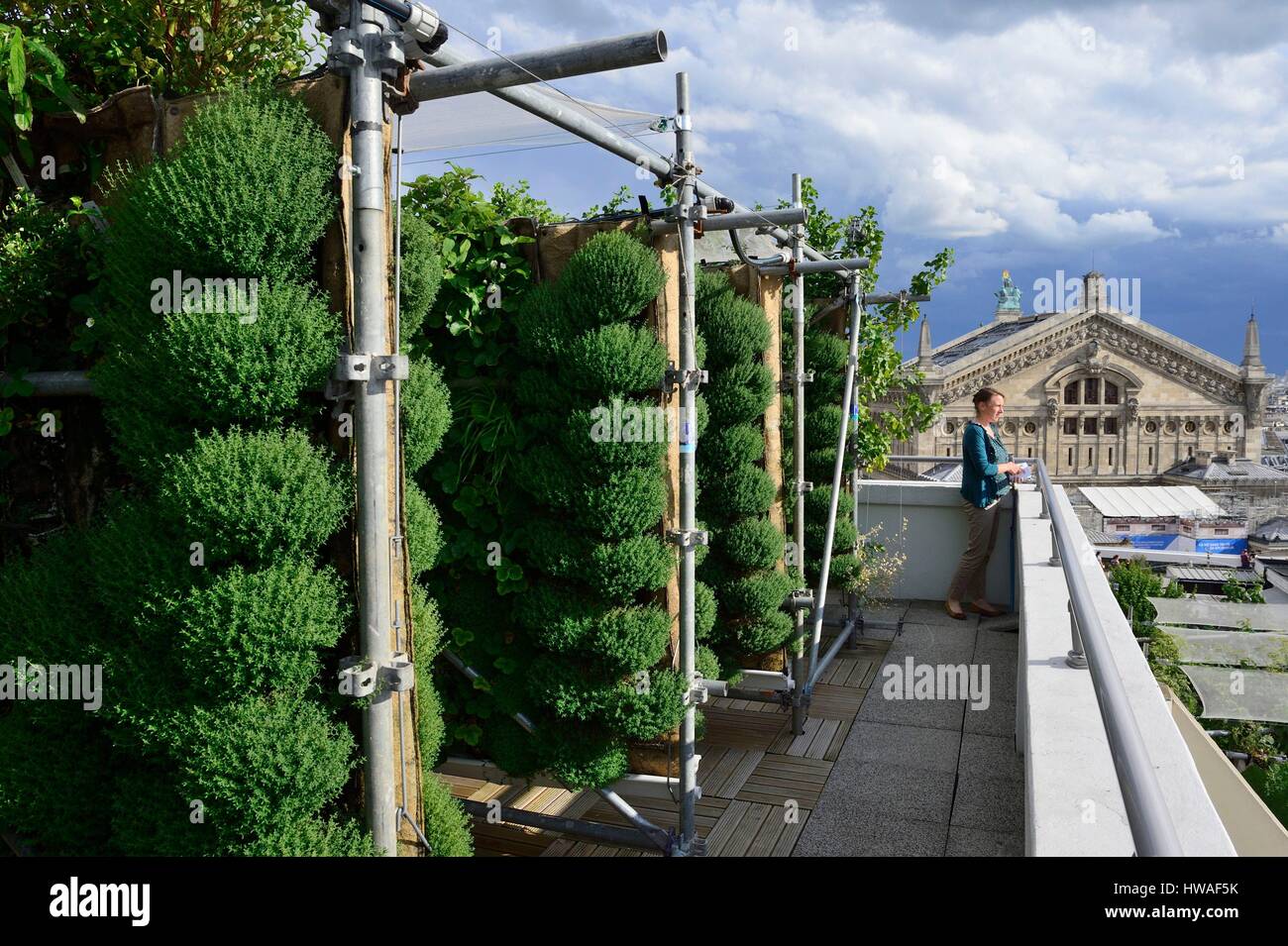 Francia, Parigi, Hausmann bvd, il giardino delle Galeries Lafayette store tetto, 1000 m2 di soilless cultura, urban greening progetto dedicato per il cul Foto Stock