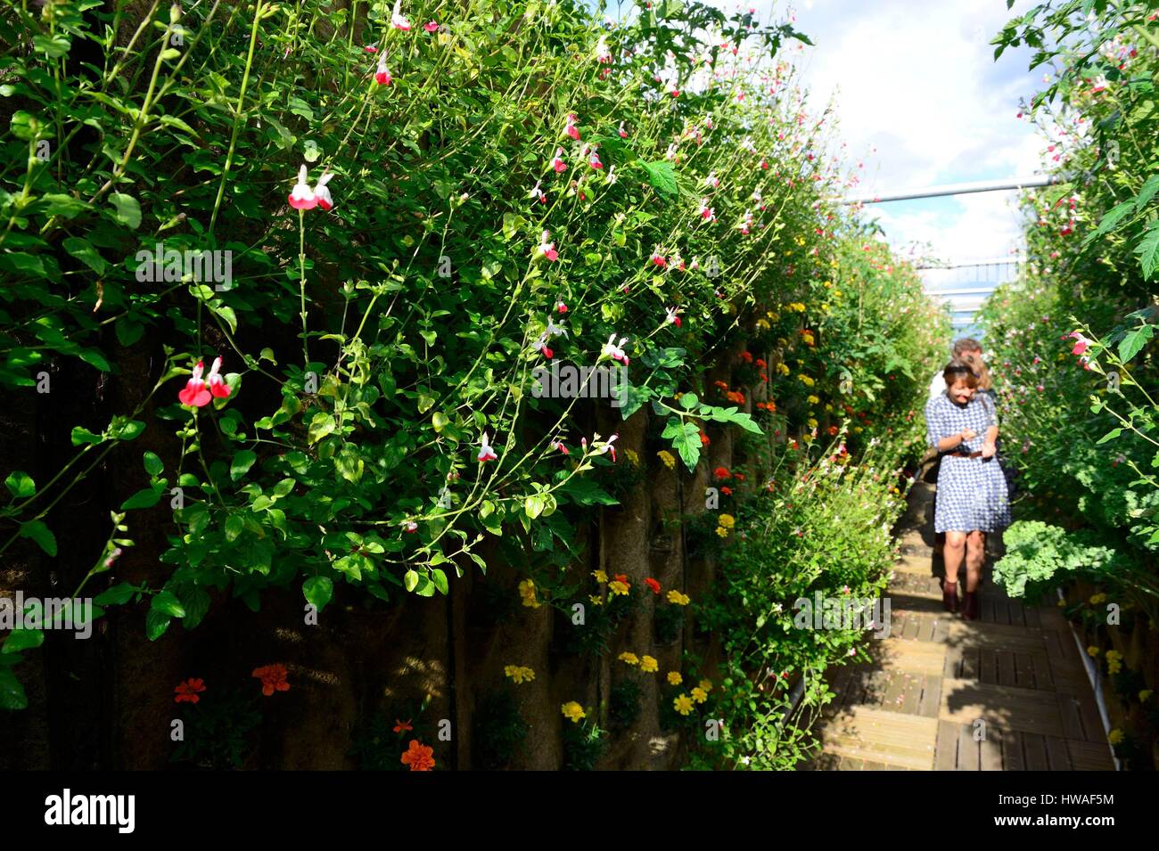Francia, Parigi, Hausmann bvd, il giardino delle Galeries Lafayette store tetto, 1000 m2 di soilless cultura, urban greening progetto dedicato per il cul Foto Stock