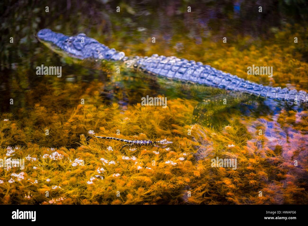 Stati Uniti, Florida, femmina del coccodrillo americano (Alligator mississippiensis) e uno dei suoi ragazzi a nuotare in un fiume in Everglades National Par Foto Stock