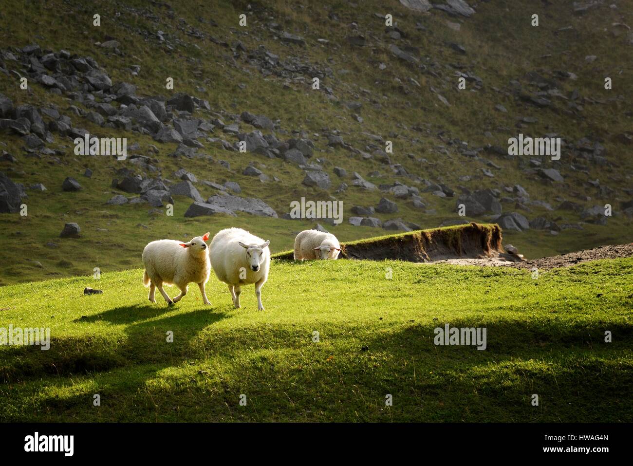 Norvegia, Nordland, isole Lofoten, isola Moskenesoy, pecore sulla spiaggia isolata di Kvalvika Foto Stock