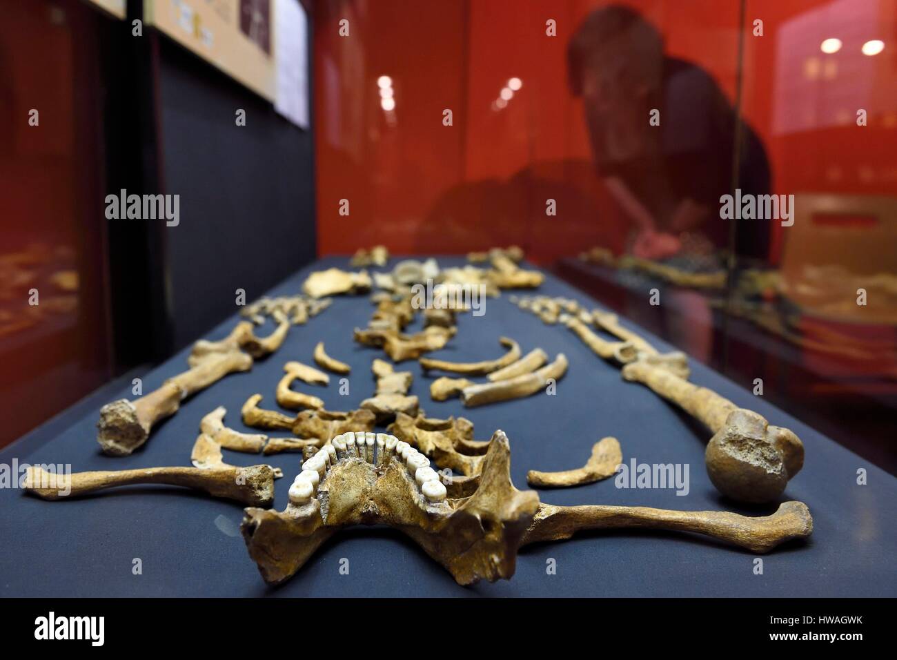 Francia - Dordogne, Bianco Perigord, Perigueux, il museo di arte e archeologia del Perigord (MAP), Sezione di Preistoria, Regourdou uomo scheletro (85.000 y Foto Stock