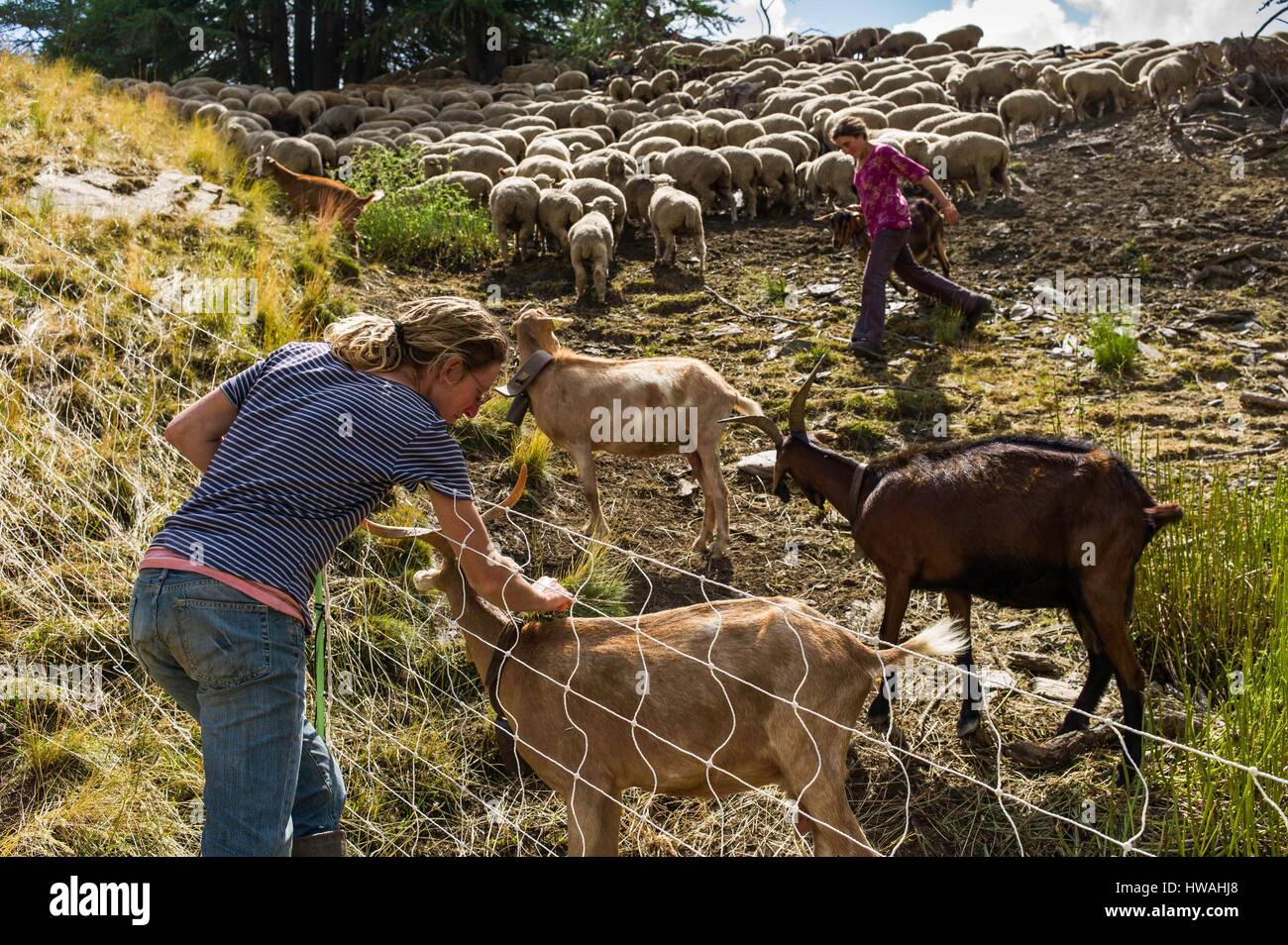 Francia, Hautes Alpes, Queyras Parco Naturale Regionale, Aiguilles, Peynin valley, la pastorella Manue e Renée Foto Stock