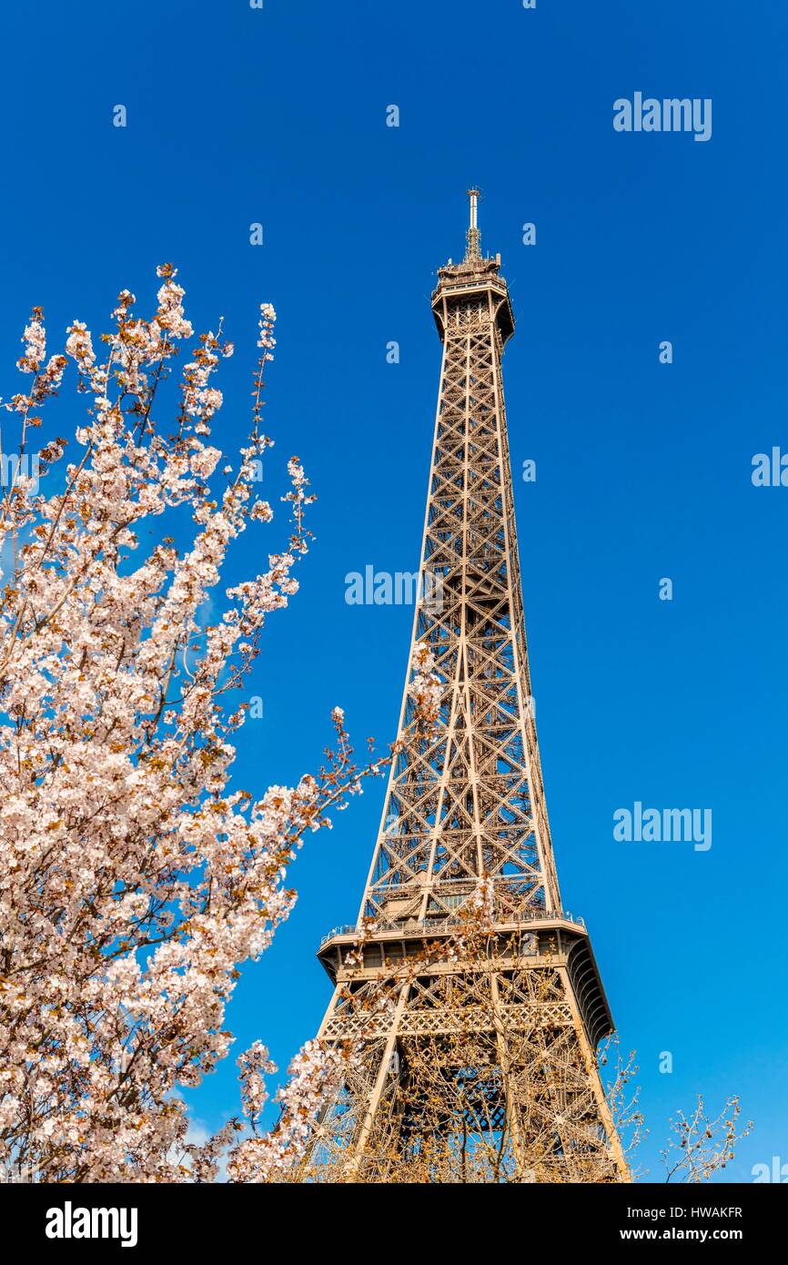 Francia, Parigi, zona elencata come patrimonio mondiale dall'UNESCO, la Torre Eiffel in primavera con la fioritura dei ciliegi Foto Stock