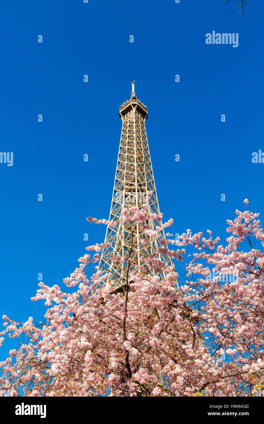 Francia, Parigi, zona elencata come patrimonio mondiale dall'UNESCO, la Torre Eiffel in primavera con la fioritura dei ciliegi Foto Stock