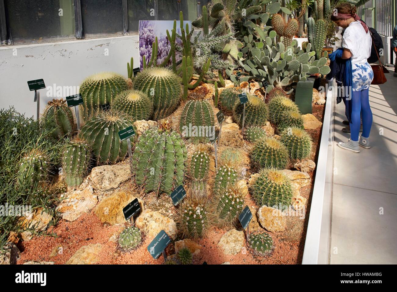 Francia, Parigi, Museo Nazionale di Storia Naturale, grandi serre del Jardin des Plantes, Serra deserti e ambienti aridi Foto Stock