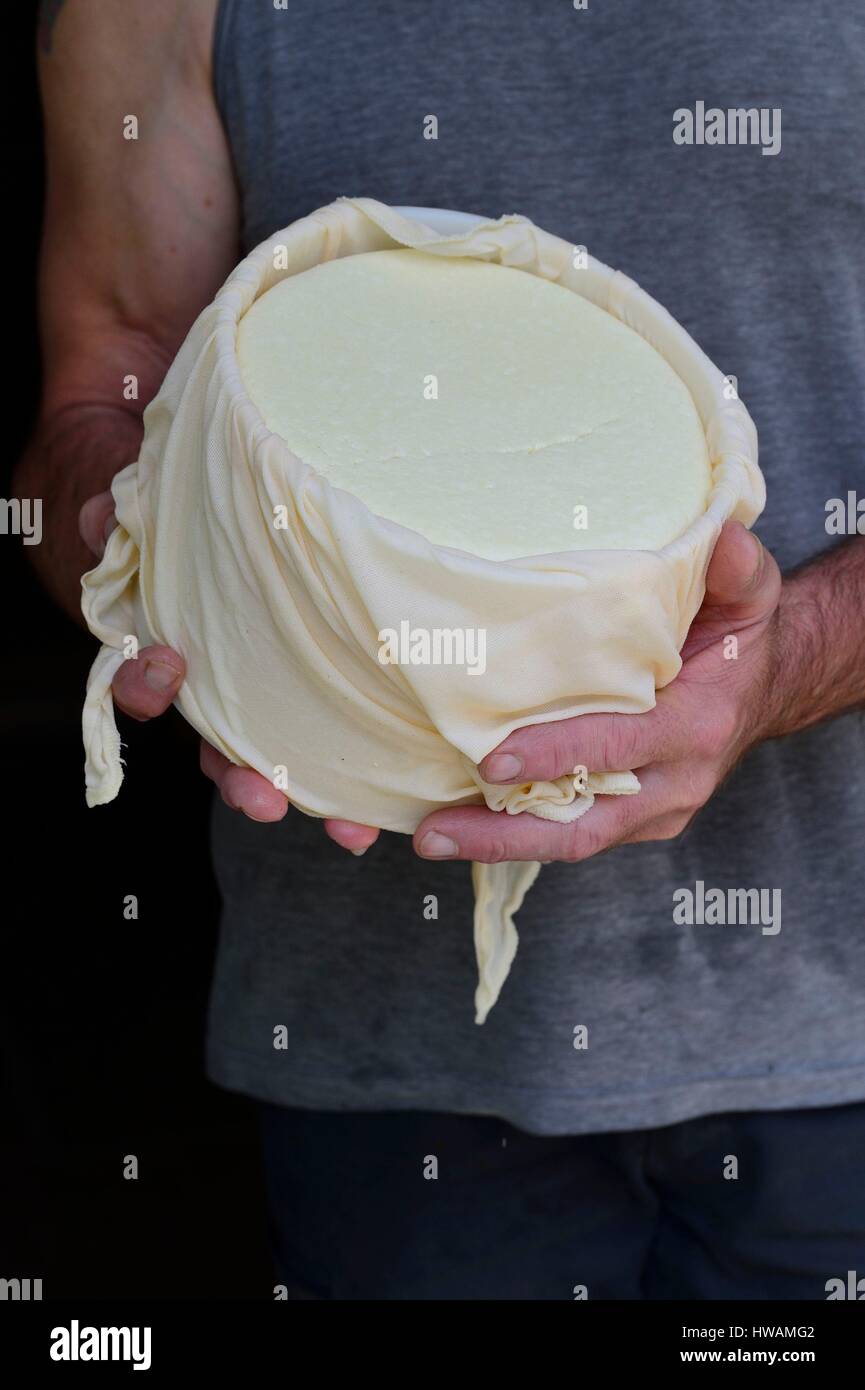 Francia, Pirenei Atlantiques, Urugne, AOC Ossau Irraty basco di formaggio di capra Foto Stock