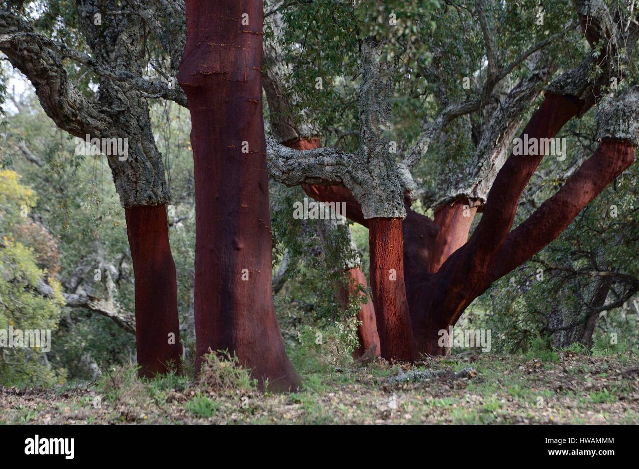 Spagna, Andalusia, Provincia di Cadice, Grazalema, Sierra de Grazalema parco naturale, le querce da sughero Foto Stock