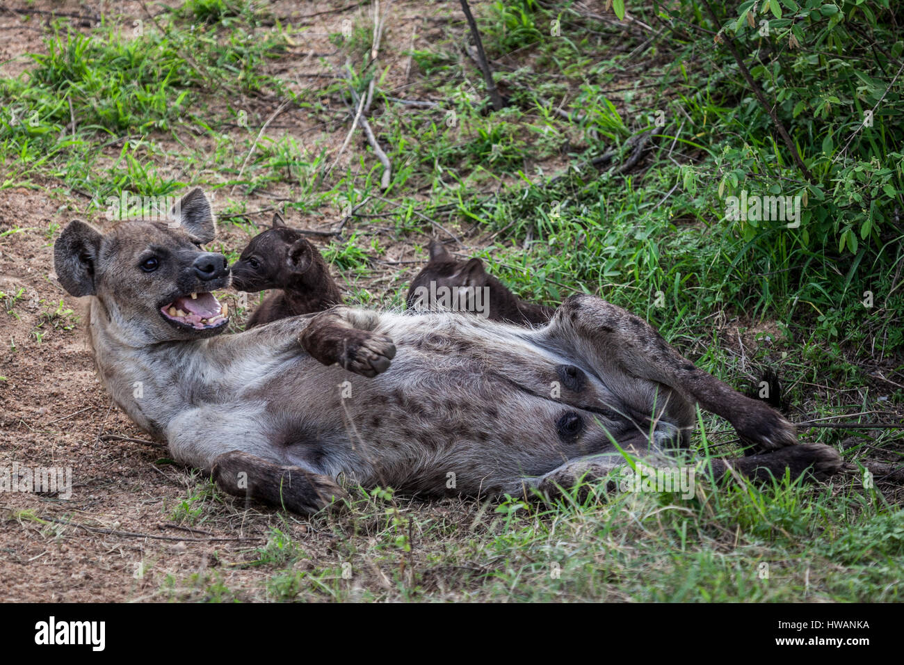 Madre Iena e i suoi cuccioli nel Parco Nazionale di Kruger, Sud Africa. Foto Stock