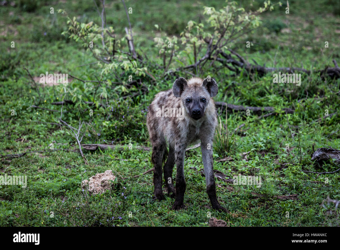 Giovani Spotted Hyena nel Parco Nazionale di Kruger, Sud Africa. Foto Stock