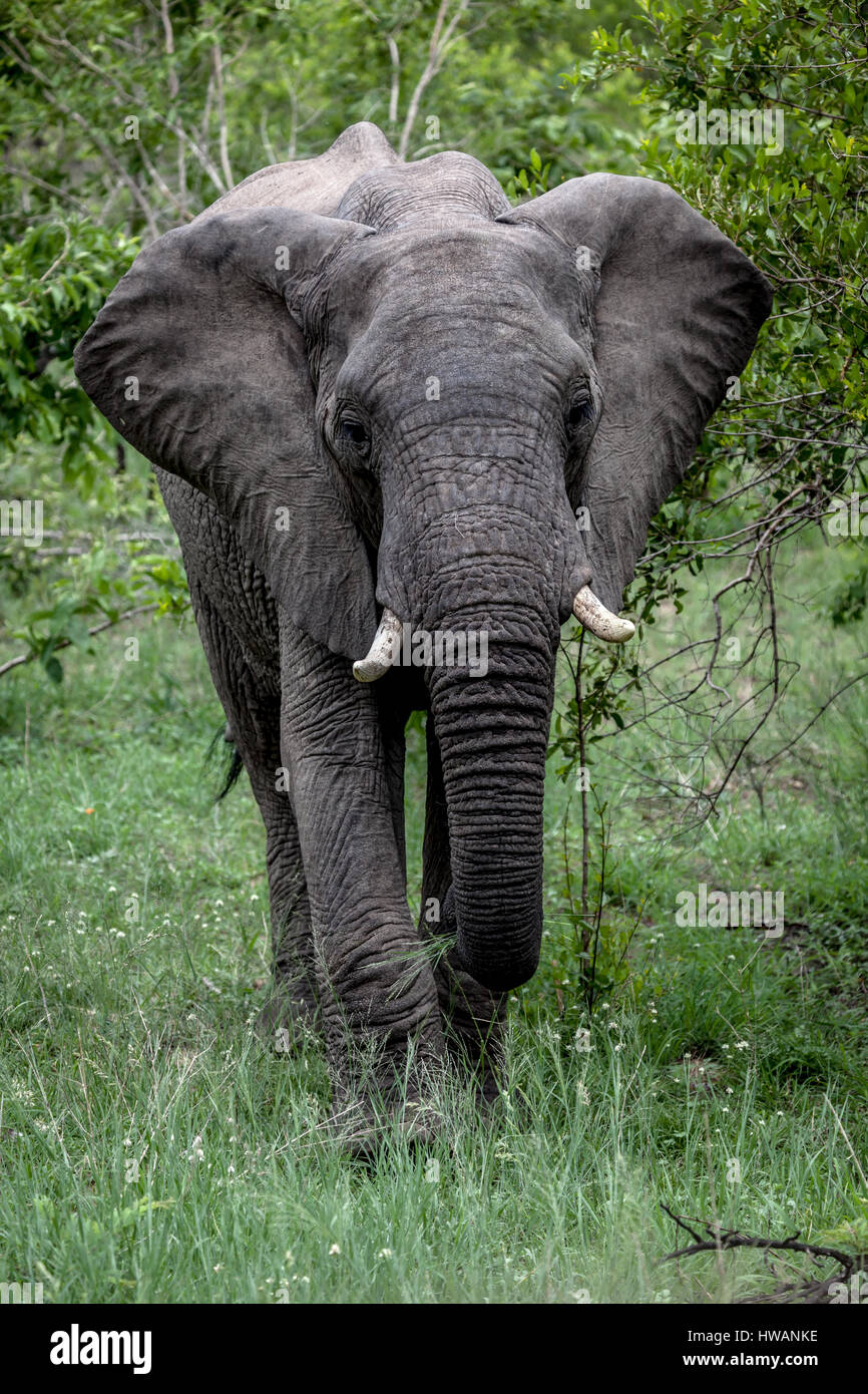 Parco Nazionale di Kruger ha abbondanza di elefanti. Foto Stock