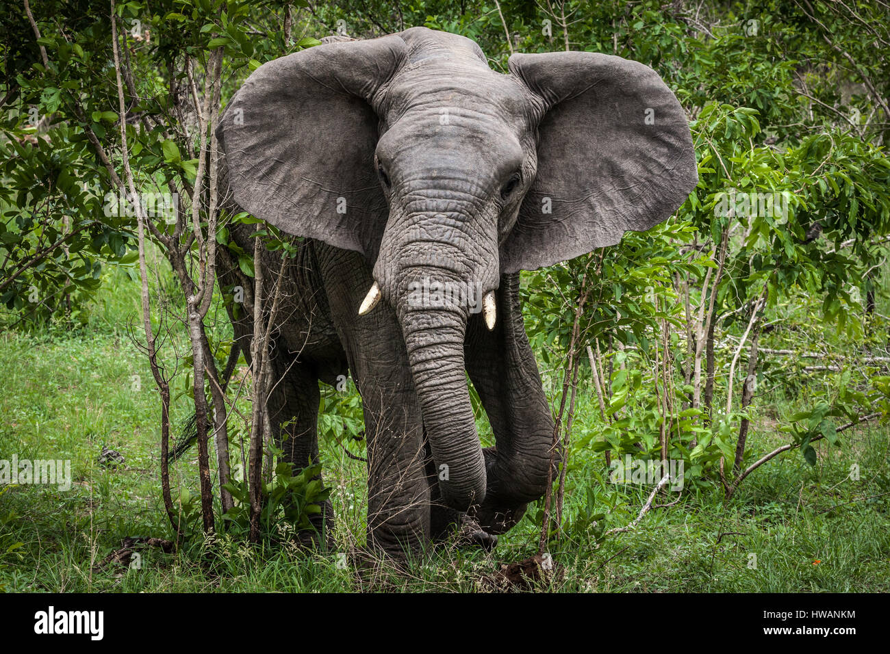 Parco Nazionale di Kruger ha abbondanza di elefanti. Foto Stock