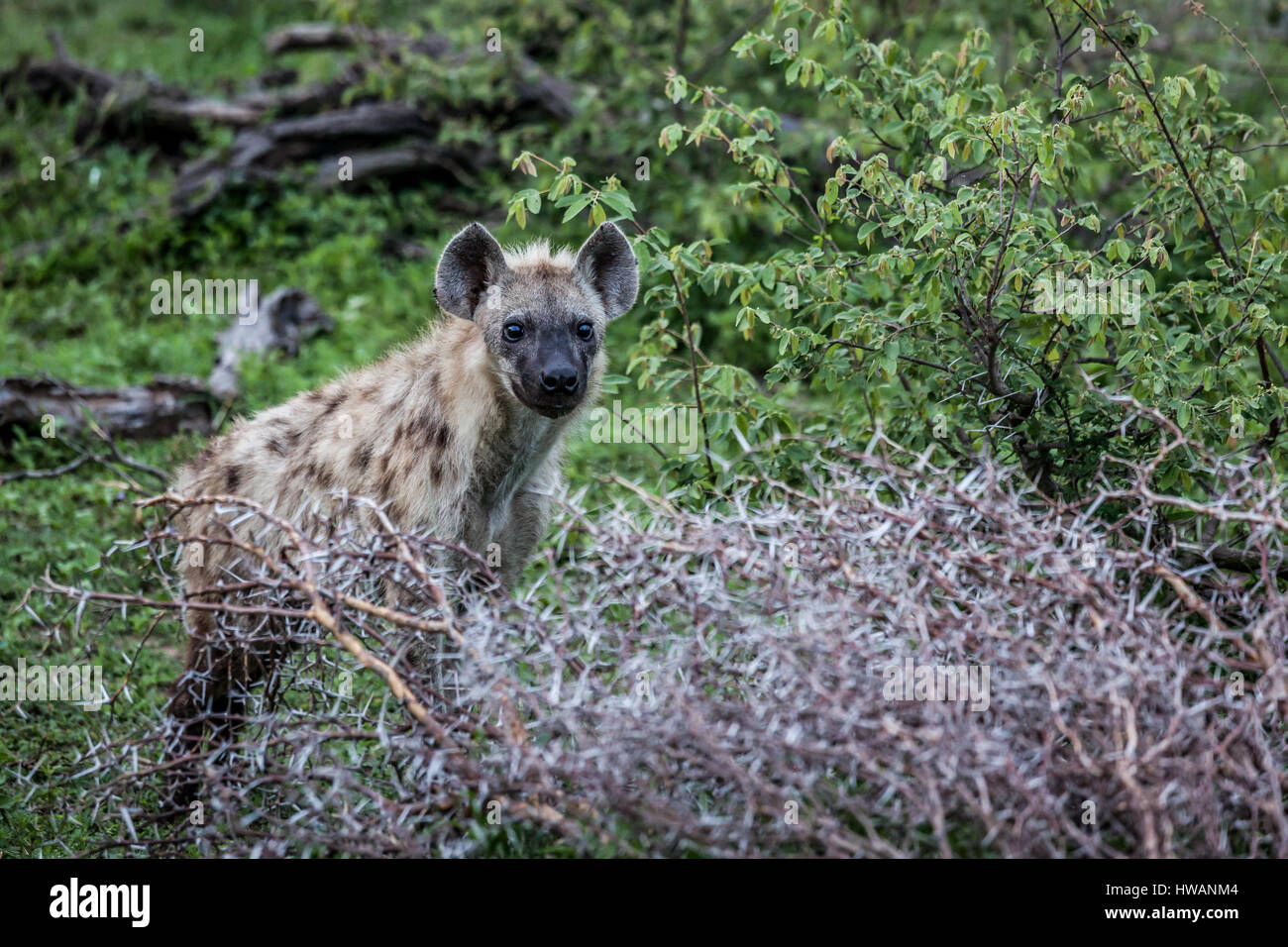Giovani Spotted Hyena nel Parco Nazionale di Kruger, Sud Africa. Foto Stock