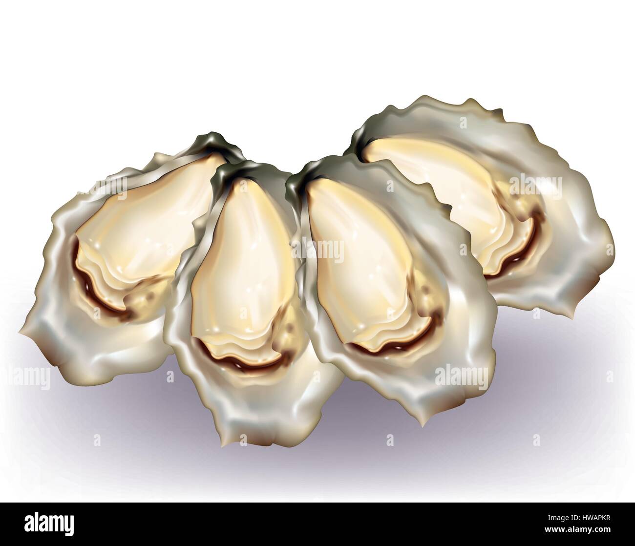 Ostriche con shell su sfondo bianco Illustrazione Vettoriale