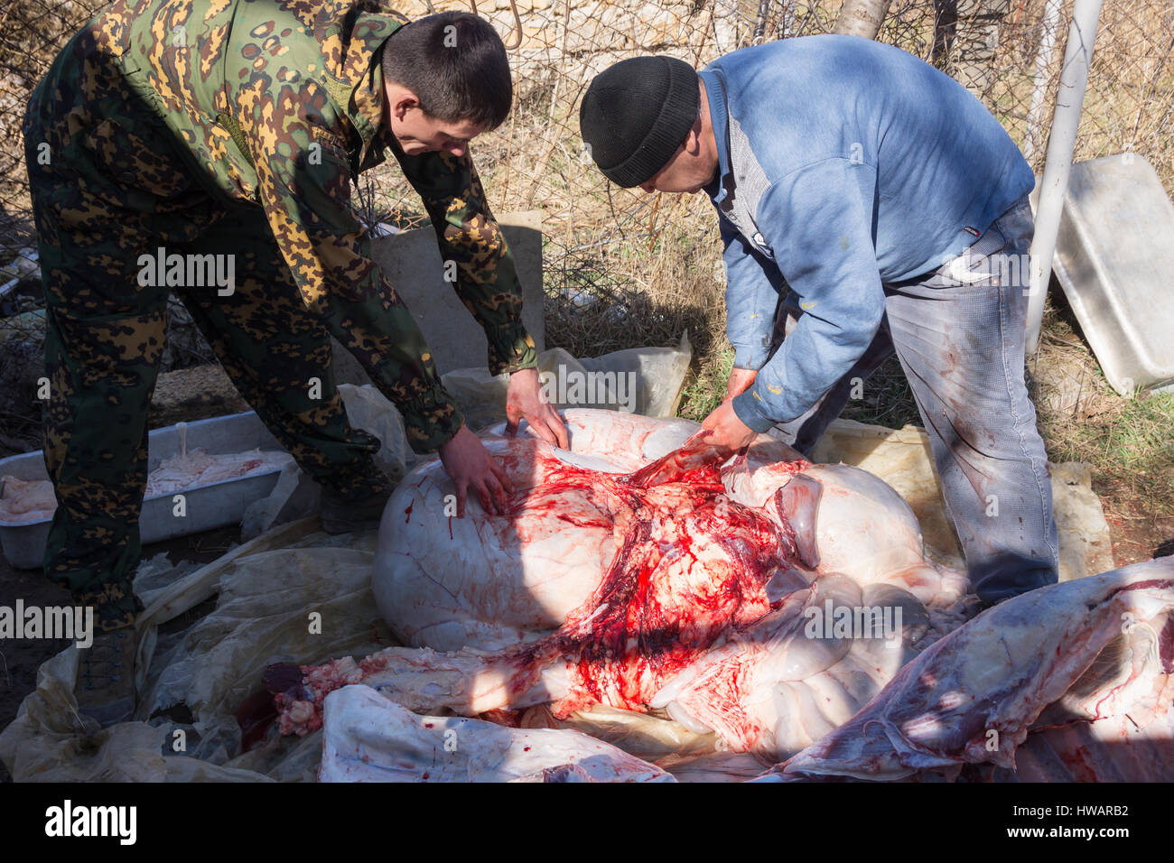 Krasnodar, Russia - 4 Marzo 2017: macellai di tagliare la carcassa di un toro, Russo AZIENDA AGRICOLA Foto Stock
