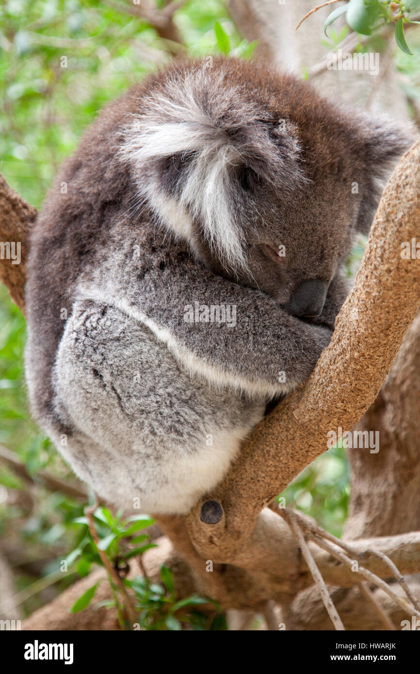 Sleeping Koala nella struttura ad albero Foto Stock