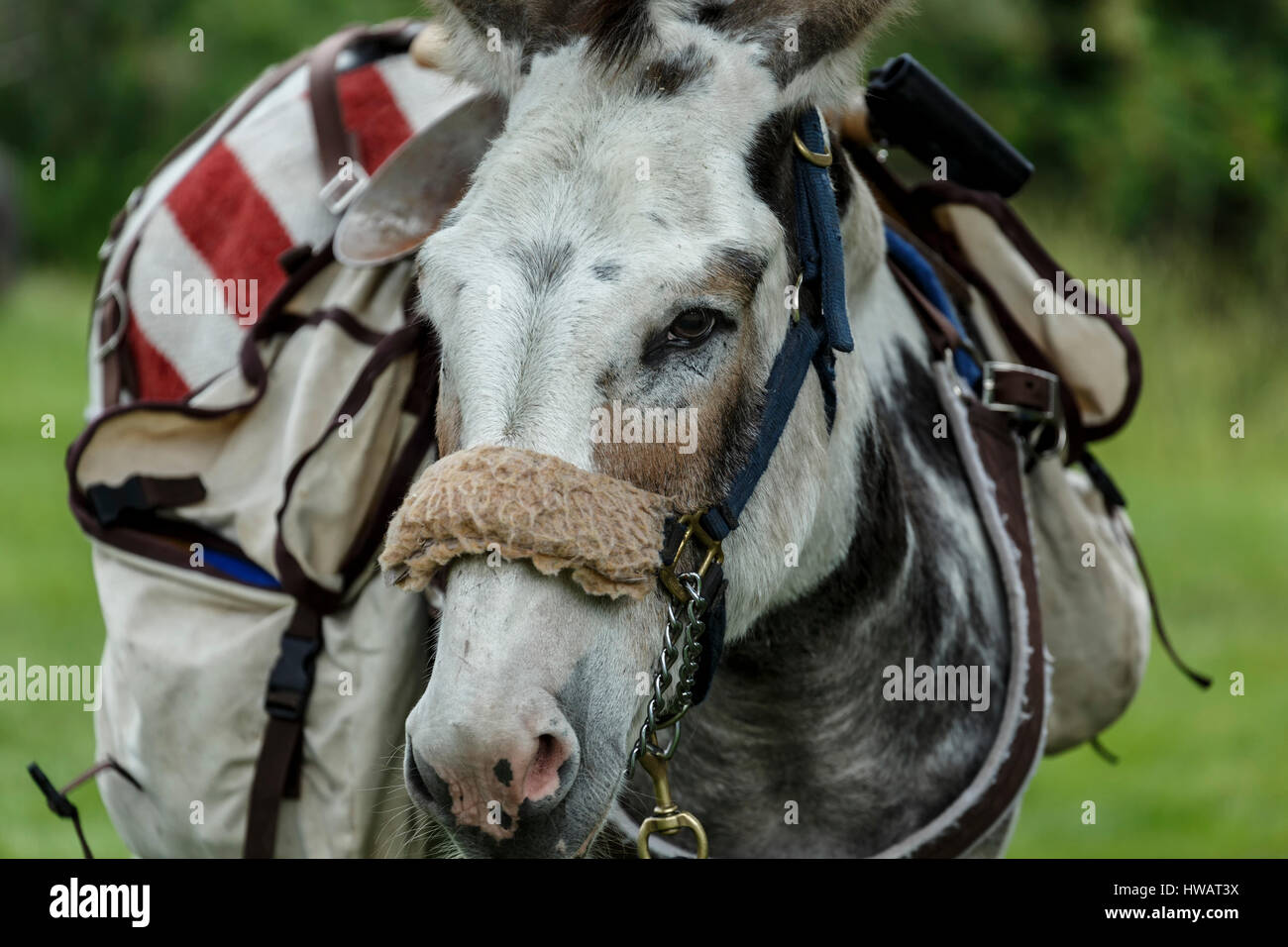 Pack burro (asino), Idaho Springs Tommyknockers Mining Days Festival e pacco gara di burro, Idaho Springs, Colorado, STATI UNITI D'AMERICA Foto Stock