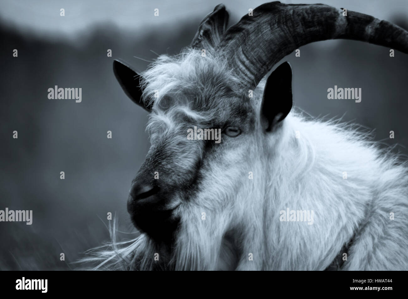 Home capra (Lat. Capra hircus) - pet tipo di tipo di capre di montagna ( Capra) della famiglia dei bovidi Foto stock - Alamy