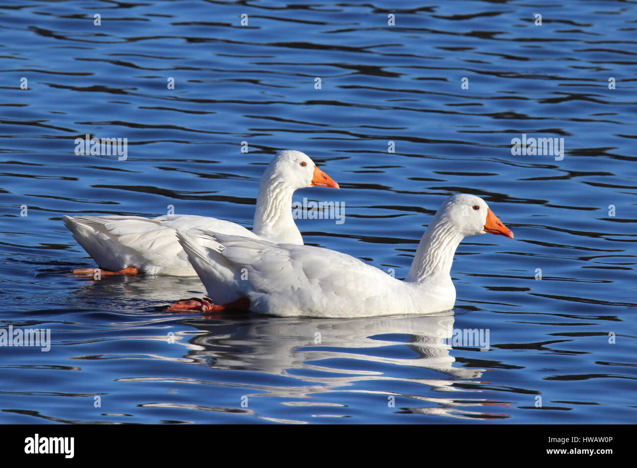Due oche bianco nuoto su un laghetto insieme. Foto Stock