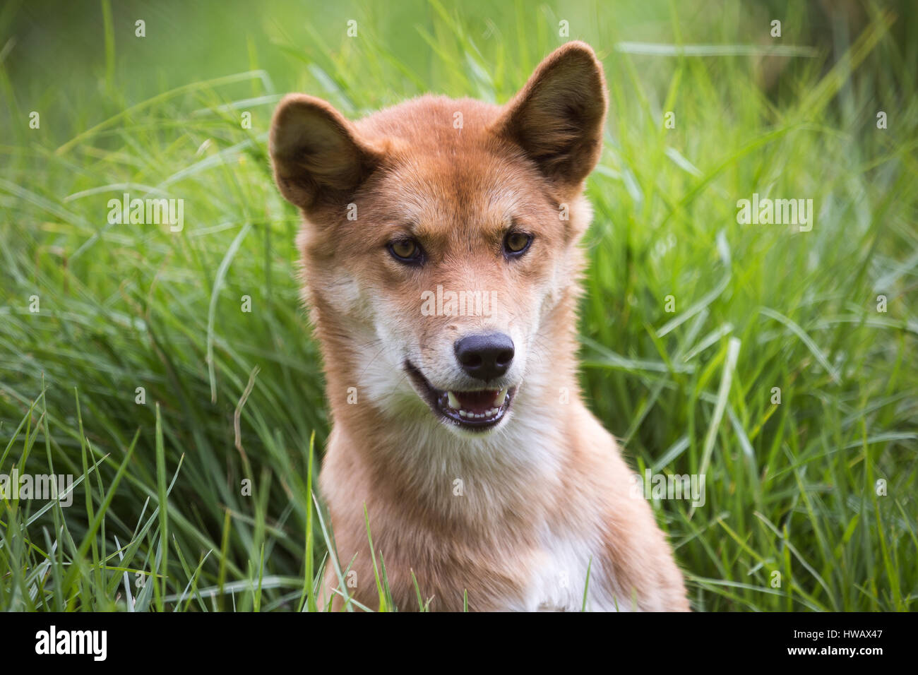 Dingo (Canis lupus dingo) Foto Stock