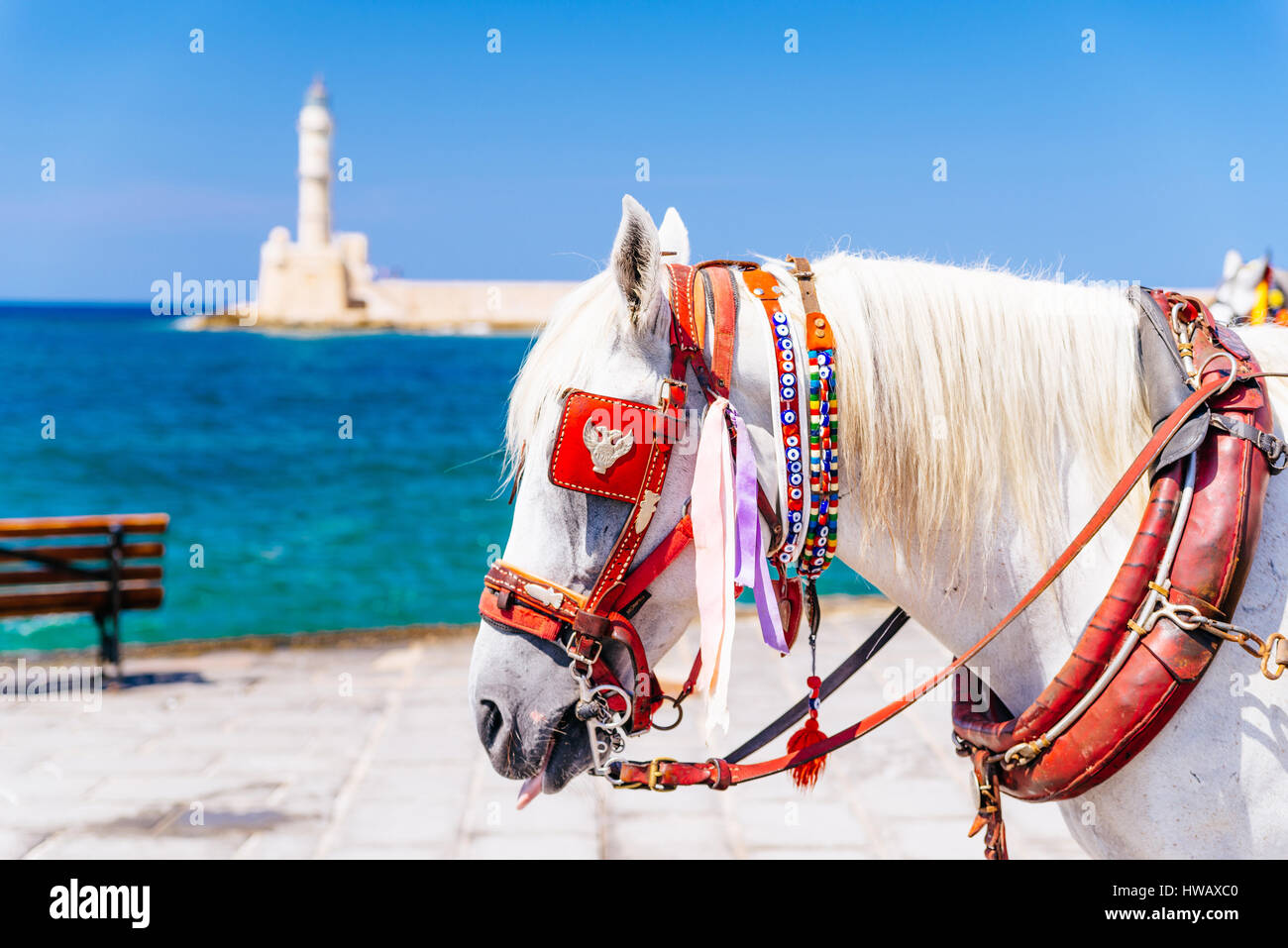 Primo piano di un cavallo bianco portante un carrello turistico a Chania, Creta, Grecia Foto Stock