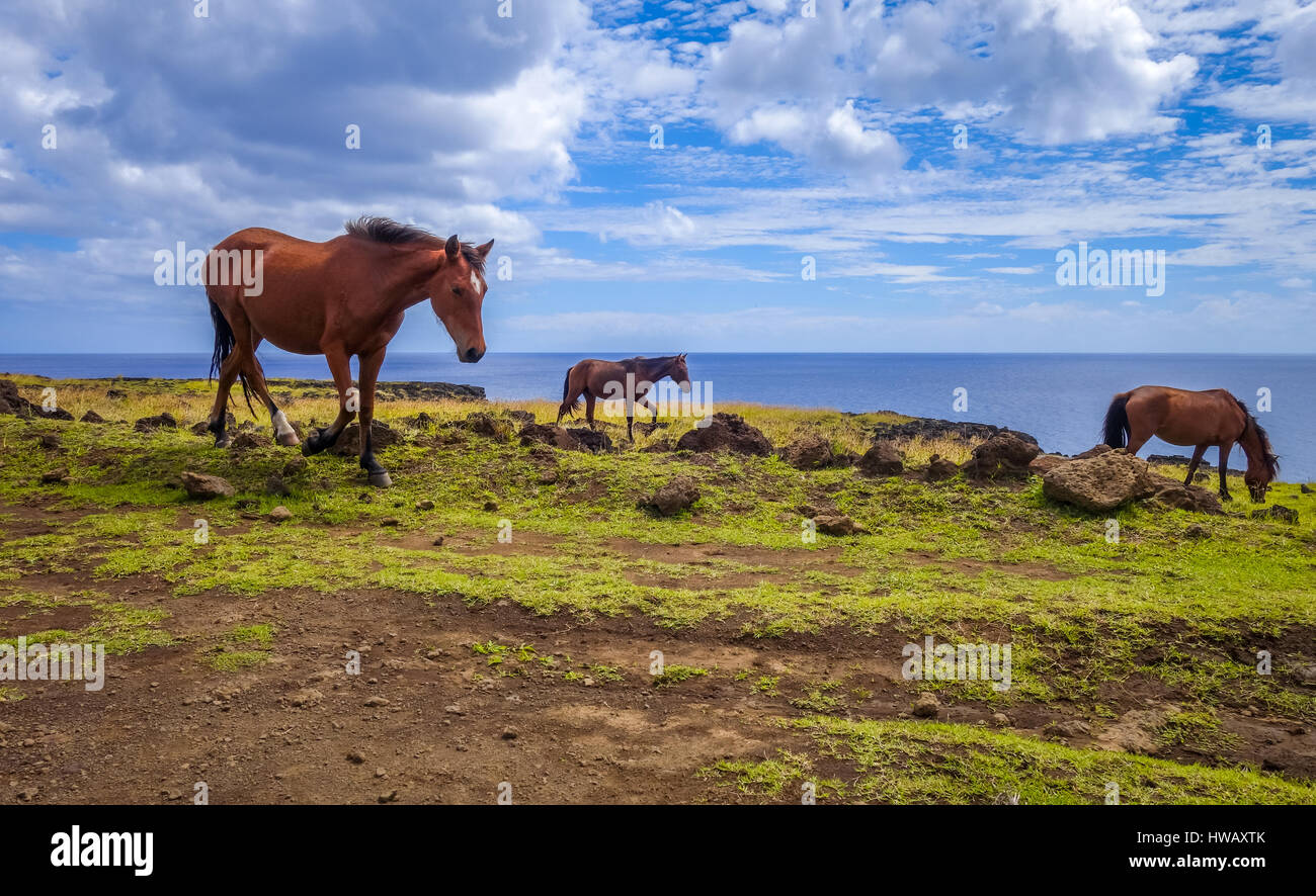 Cavalli su isola di pasqua scogliere, oceano pacifico, Cile Foto Stock