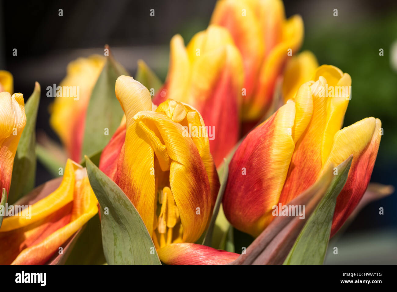 Orange Tulip Blossoms con foglie verdi in alta risoluzione - Macro Foto Stock