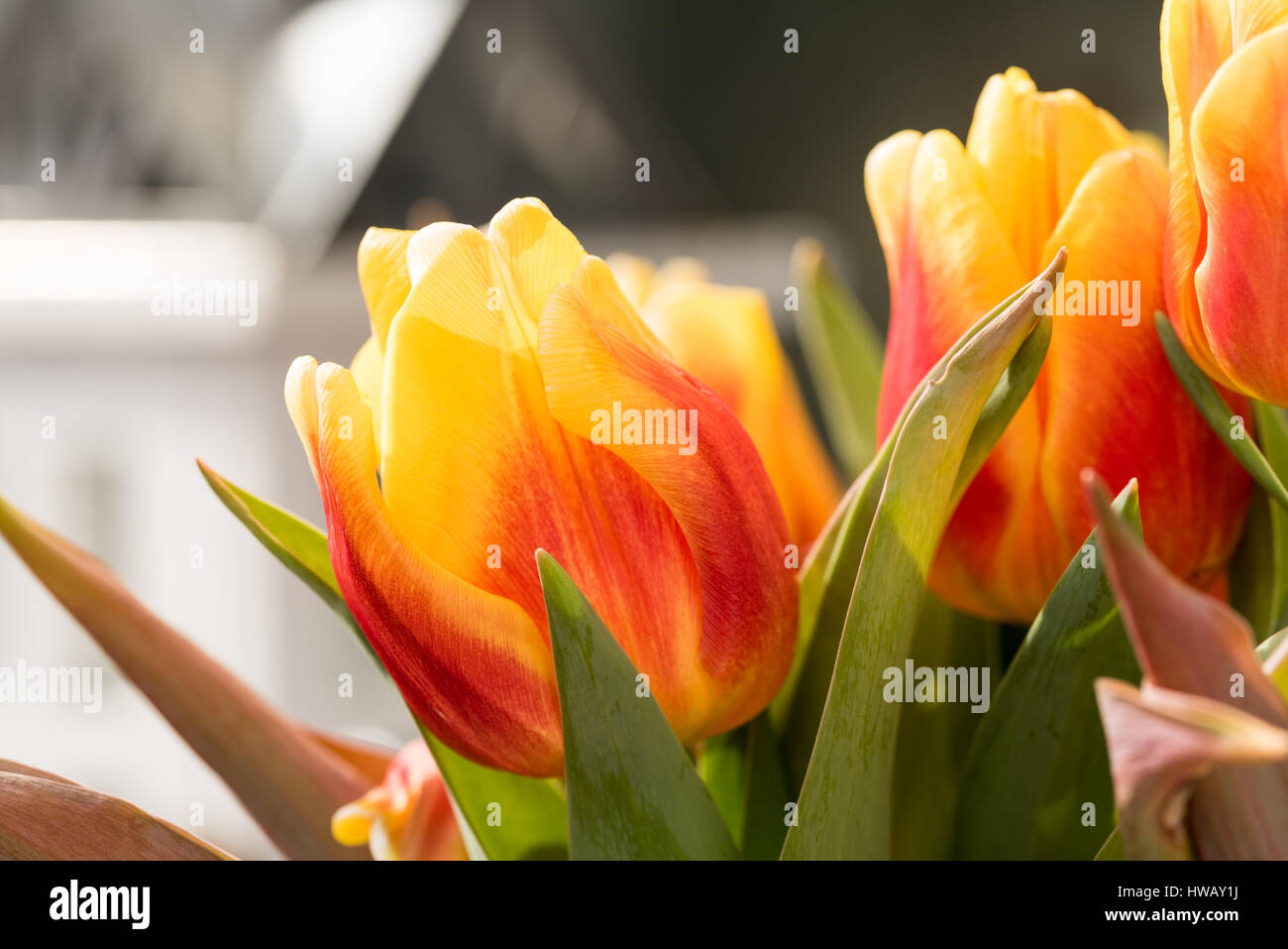 Orange Tulip Blossoms con foglie verdi in alta risoluzione - Macro Foto Stock