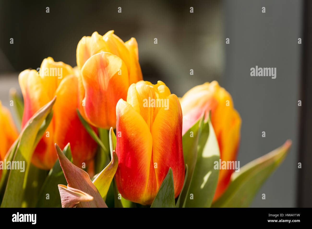 Orange Tulip Blossoms con foglie verdi in alta risoluzione - Macro Foto Stock