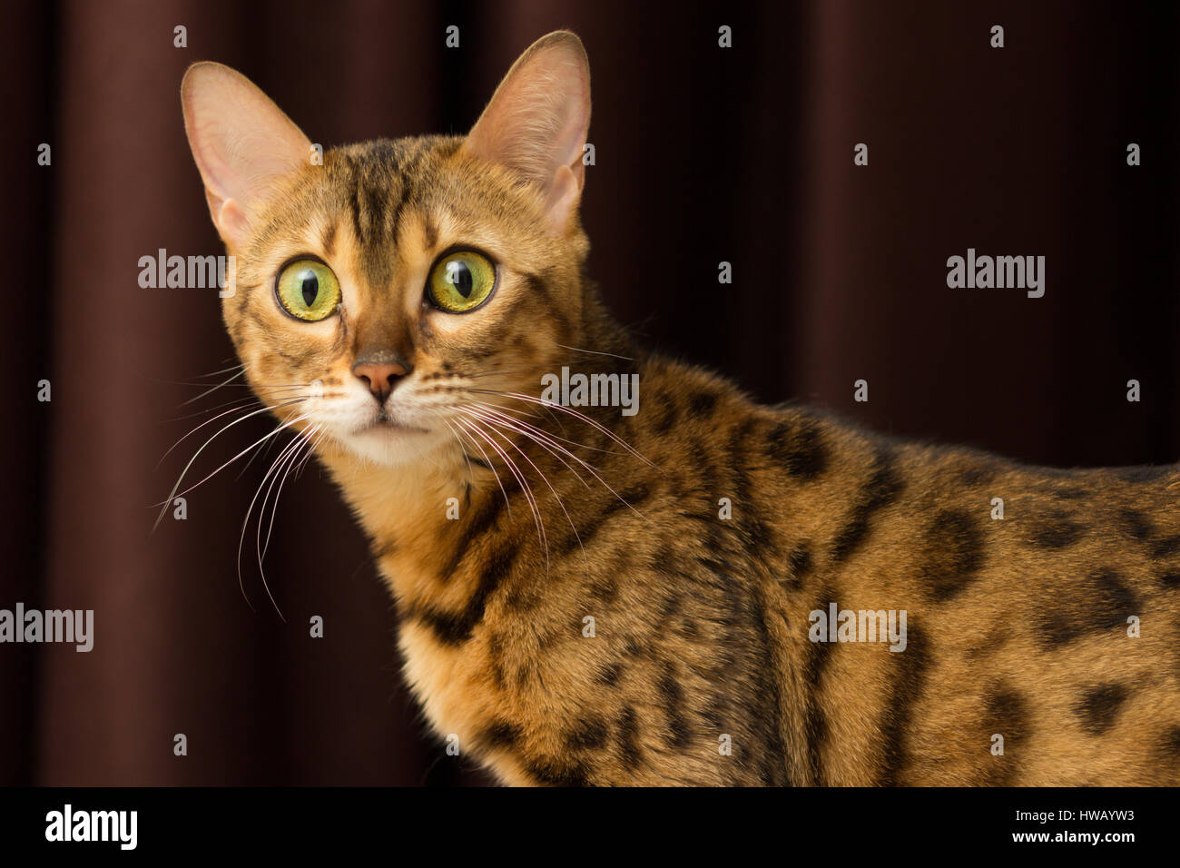 Gatto di razza bengalesi in una impostazione home close-up verticale Foto Stock
