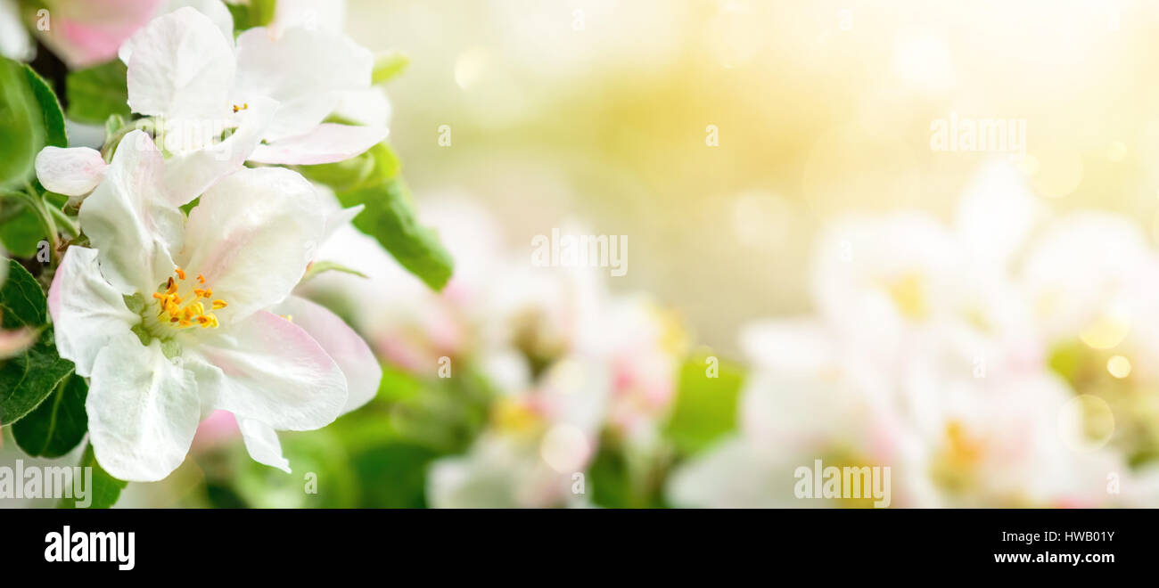 Apple blossoms in morbida luce solare sognante, panoramica closeup con messa a fuoco poco profonde e copyspace su sfondo bokeh di fondo Foto Stock