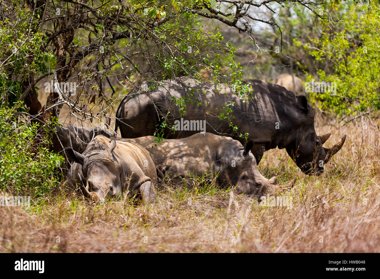 I rinoceronti a riposo Foto Stock