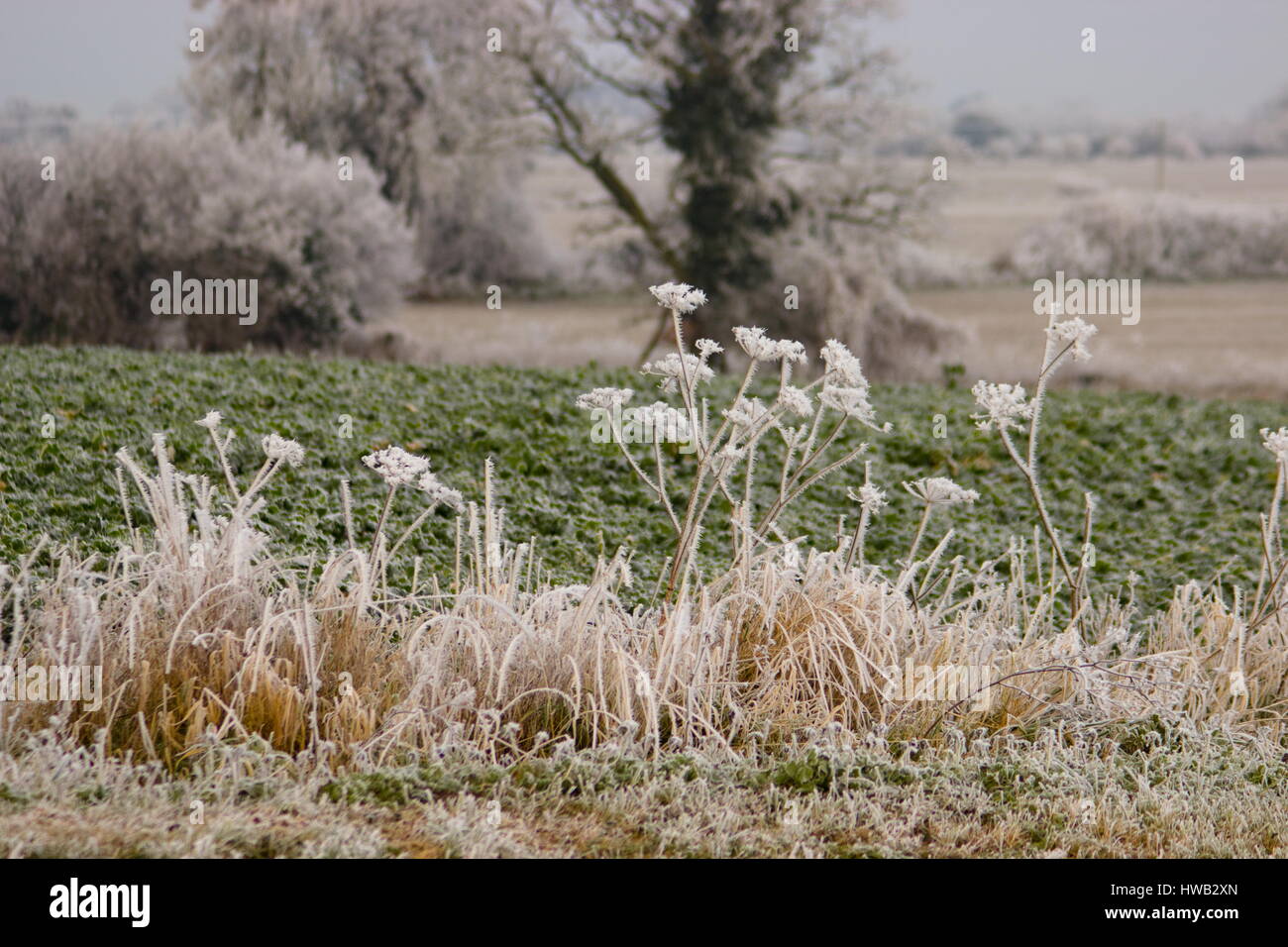 Frosty alberi Wooton St Lawrence Hampshire Inghilterra Foto Stock