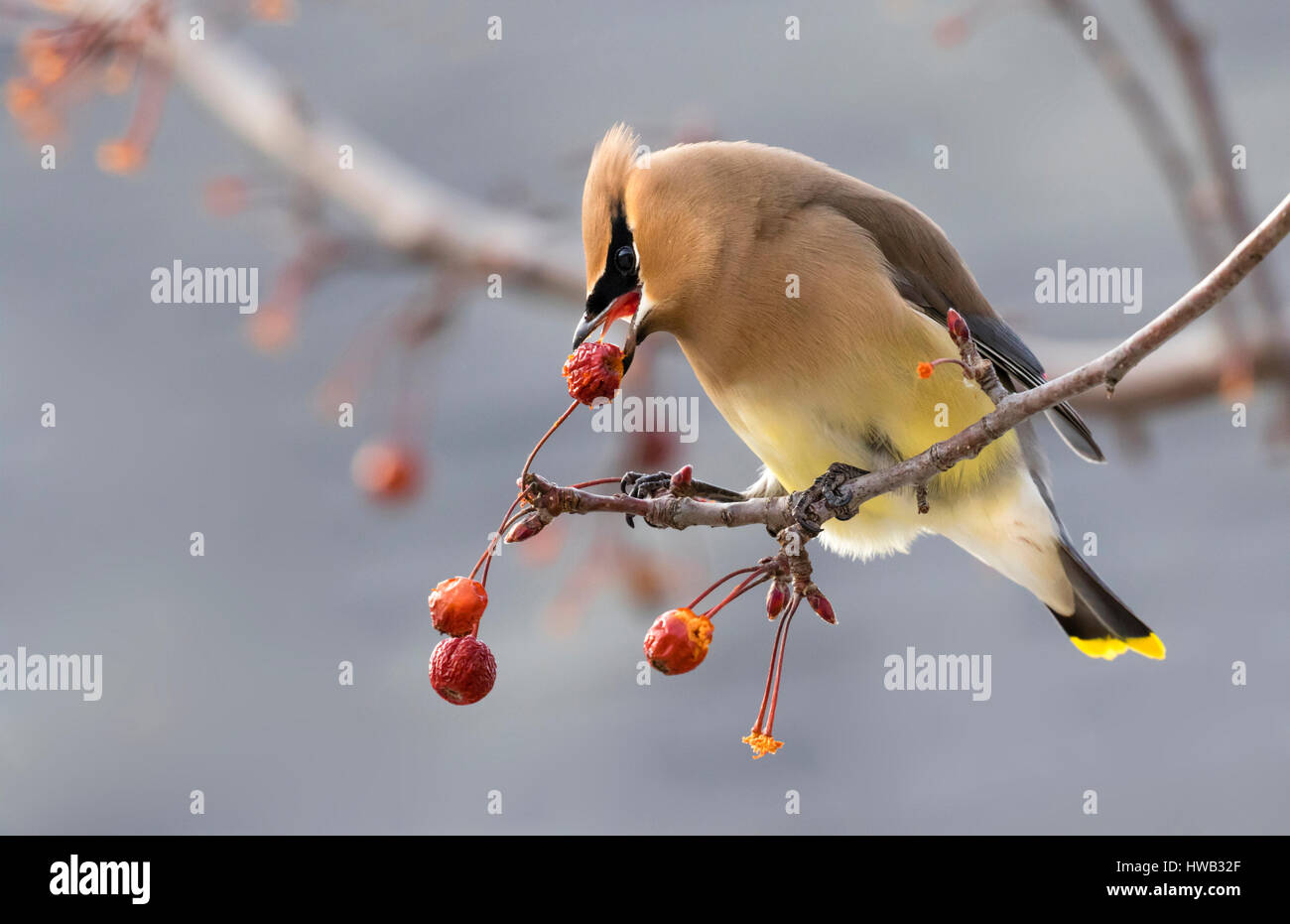 Il Cedar waxwing (Bombycilla cedrorum) alimentazione su crabapples, Ames, Iowa, USA. Foto Stock